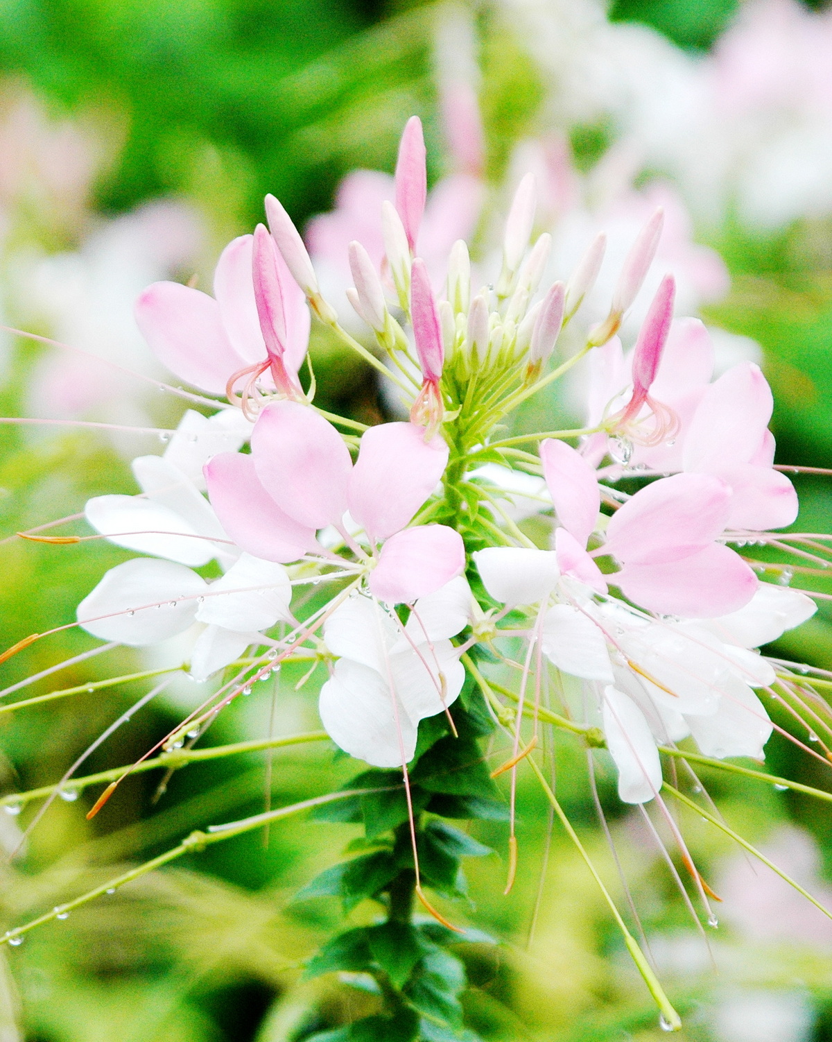 𝘊𝘭𝘦𝘰𝘮𝘦 𝘴𝘱𝘪𝘯𝘰𝘴𝘢 醉蝶花