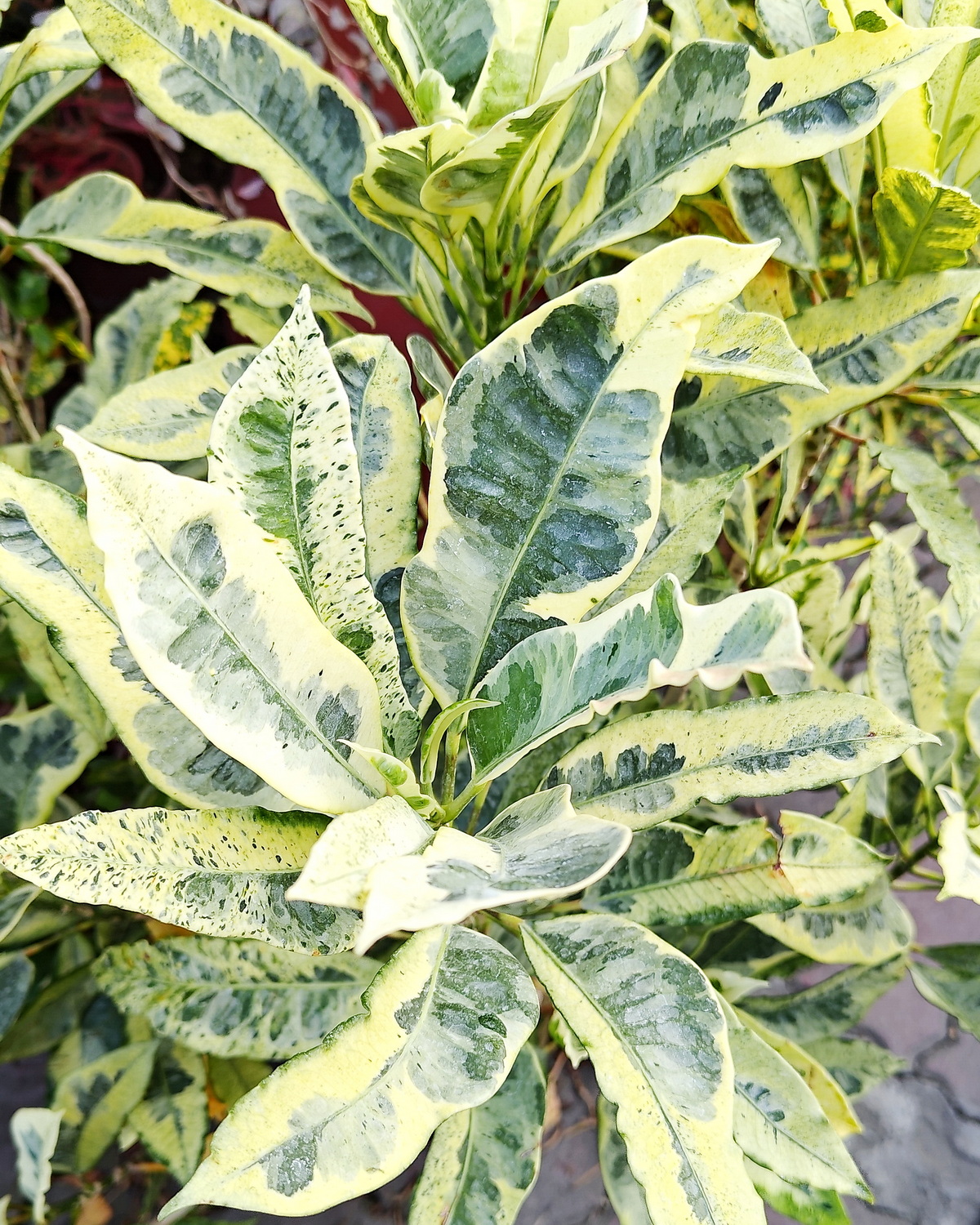 𝘊𝘰𝘥𝘪𝘢𝘦𝘶𝘮 𝘷𝘢𝘳𝘪𝘦𝘨𝘢𝘵𝘶𝘮 ‘Eburneum’ 變葉木-象牙