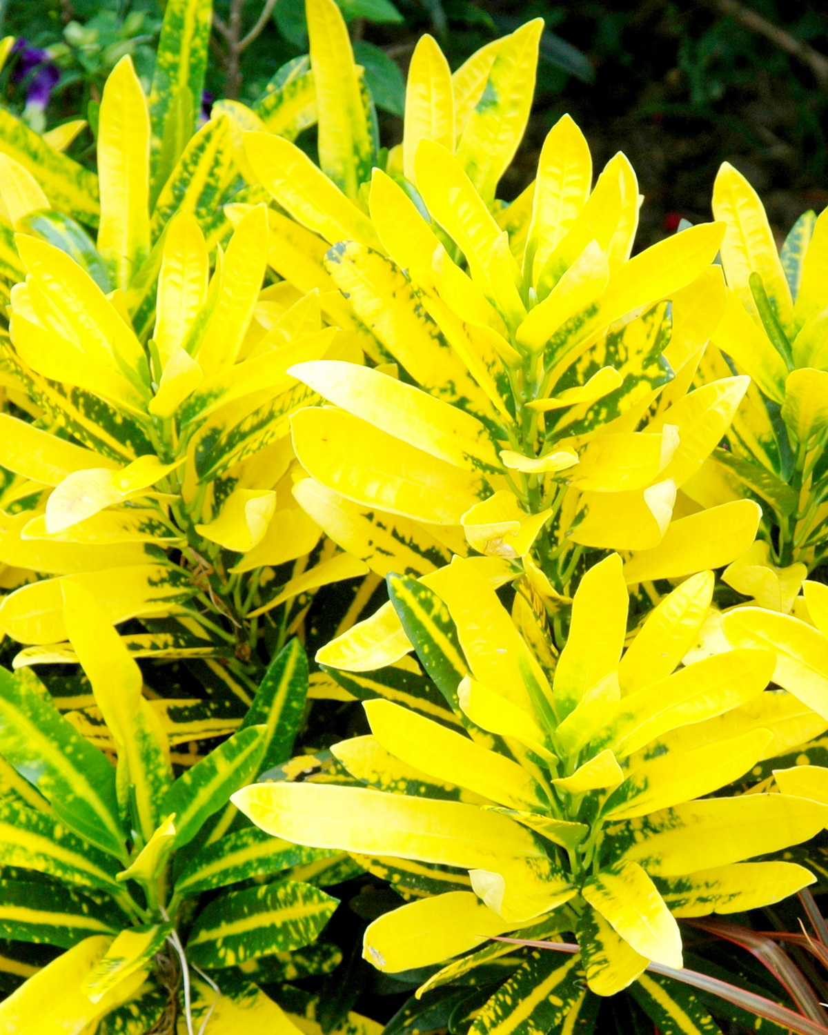 𝘊𝘰𝘥𝘪𝘢𝘦𝘶𝘮 𝘷𝘢𝘳𝘪𝘦𝘨𝘢𝘵𝘶𝘮 ‘Sunny Star’ 變葉木-日星