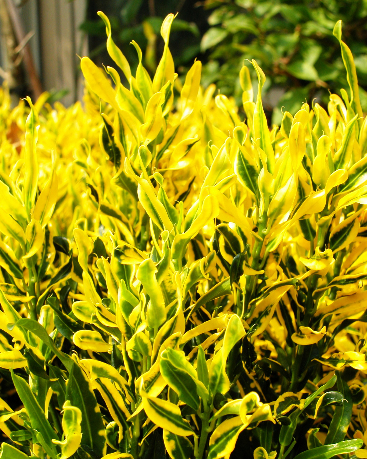 𝘊𝘰𝘥𝘪𝘢𝘦𝘶𝘮 𝘷𝘢𝘳𝘪𝘦𝘨𝘢𝘵𝘶𝘮 ‘Twist and Point’ 變葉木-扭曲與尖端