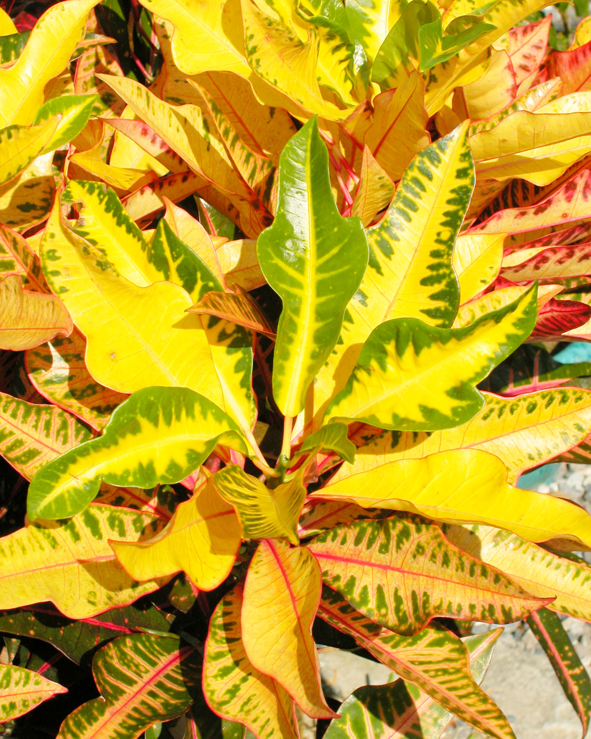 𝘊𝘰𝘥𝘪𝘢𝘦𝘶𝘮 𝘷𝘢𝘳𝘪𝘦𝘨𝘢𝘵𝘶𝘮 ‘Caribbean Star’ 變葉木-加勒比之星