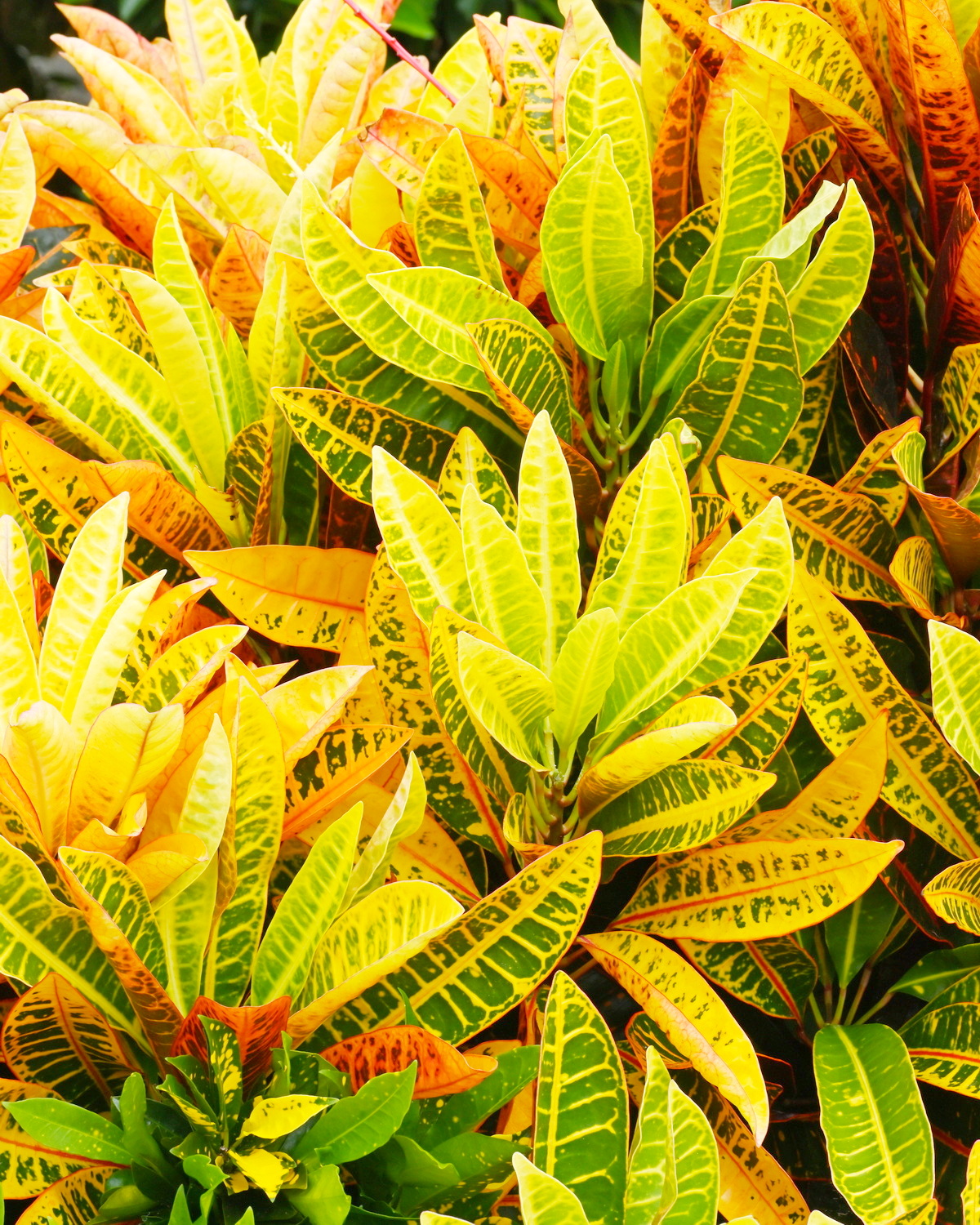 𝘊𝘰𝘥𝘪𝘢𝘦𝘶𝘮 𝘷𝘢𝘳𝘪𝘦𝘨𝘢𝘵𝘶𝘮 ‘Chiang Mai Girl’ 變葉木-清邁女孩