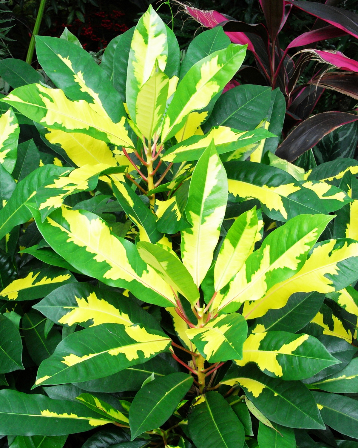 Codiaeum variegatum ‘Chrysophyllum’