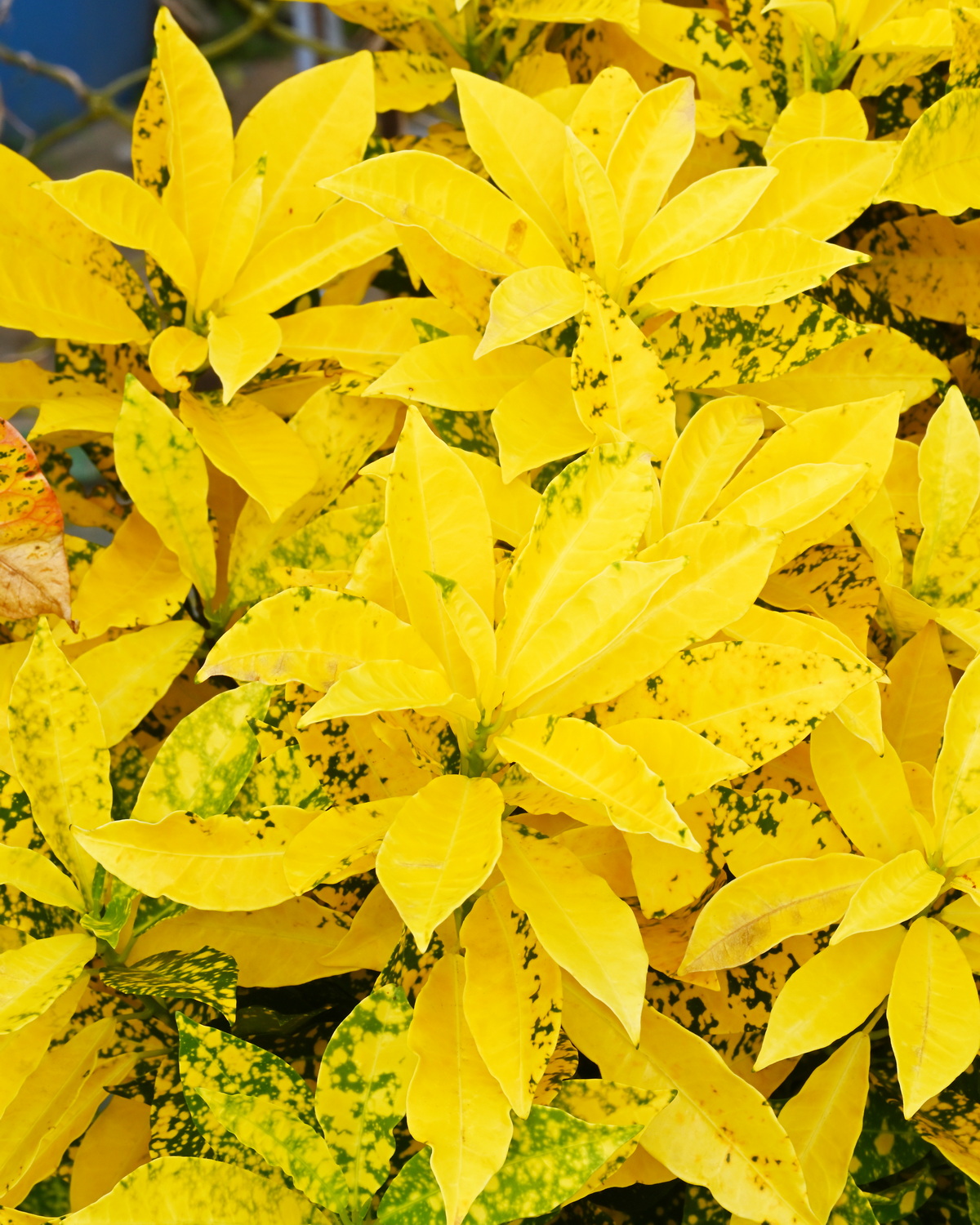 Codiaeum variegatum ‘Gold Dust’