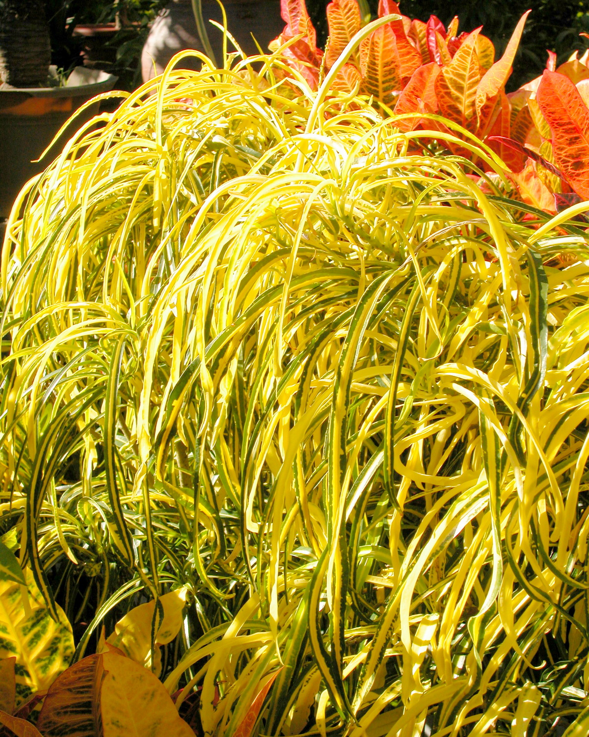 Codiaeum variegatum ‘Goldilocks’