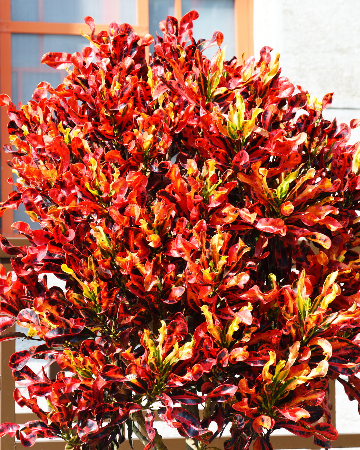 𝘊𝘰𝘥𝘪𝘢𝘦𝘶𝘮 𝘷𝘢𝘳𝘪𝘦𝘨𝘢𝘵𝘶𝘮 ‘Mammey’ 變葉木-媽咪