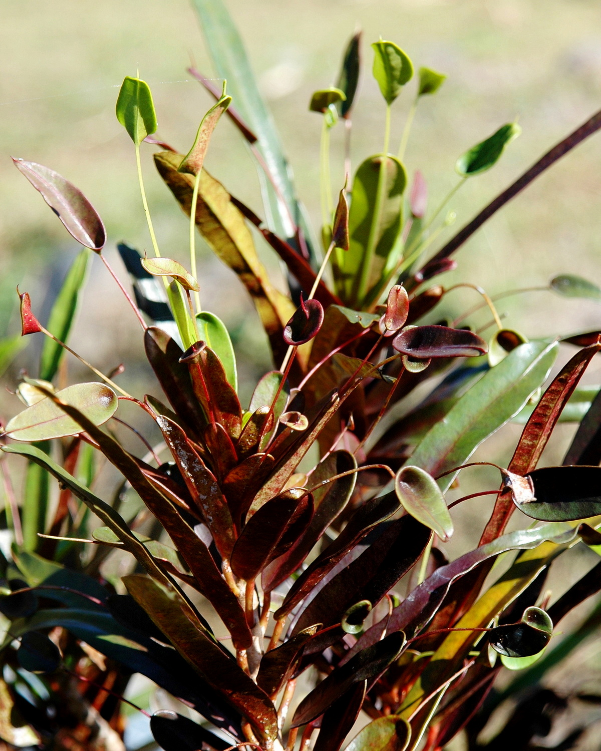 𝘊𝘰𝘥𝘪𝘢𝘦𝘶𝘮 𝘷𝘢𝘳𝘪𝘦𝘨𝘢𝘵𝘶𝘮 ‘Mother And Daughter’ 變葉木-母女