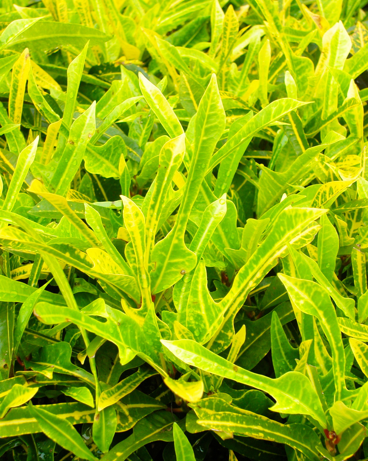 𝘊𝘰𝘥𝘪𝘢𝘦𝘶𝘮 𝘷𝘢𝘳𝘪𝘦𝘨𝘢𝘵𝘶𝘮 ‘Philadelphia’ 變葉木-費城