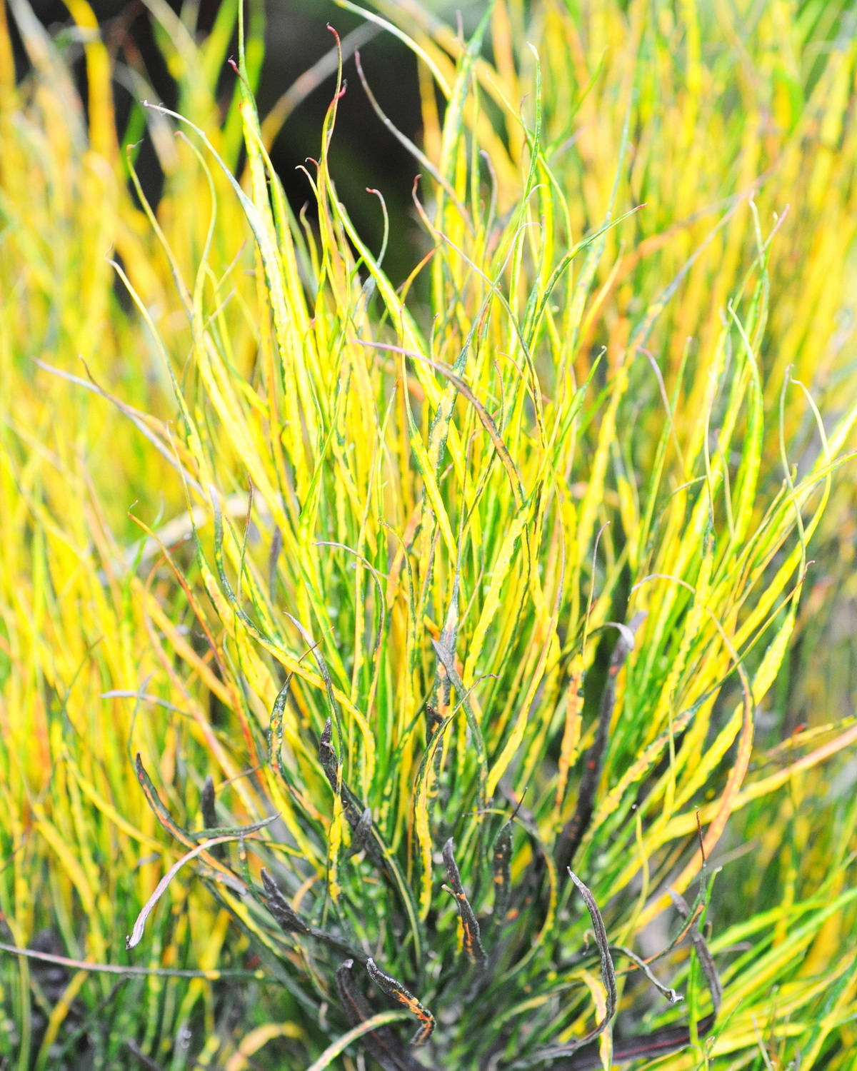 Codiaeum variegatum ‘Picasso’s Paintbrush’