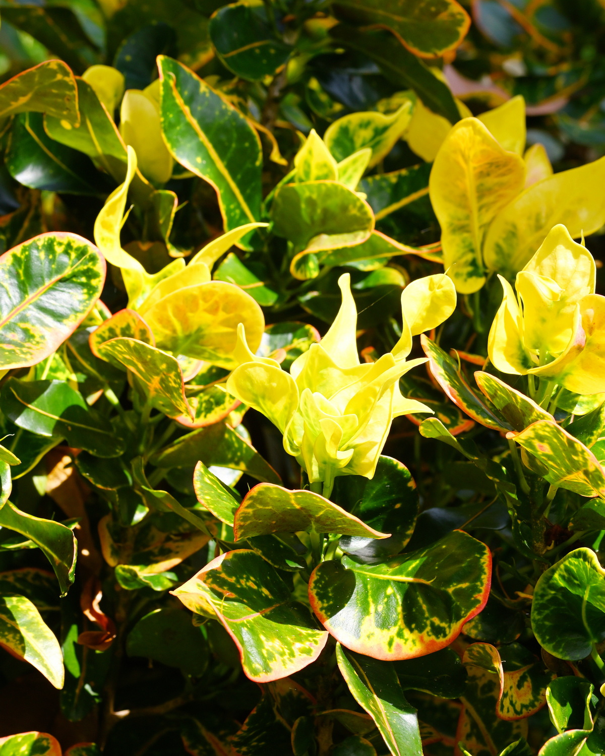 𝘊𝘰𝘥𝘪𝘢𝘦𝘶𝘮 𝘷𝘢𝘳𝘪𝘦𝘨𝘢𝘵𝘶𝘮 ‘Rocio’ 變葉木-羅西歐