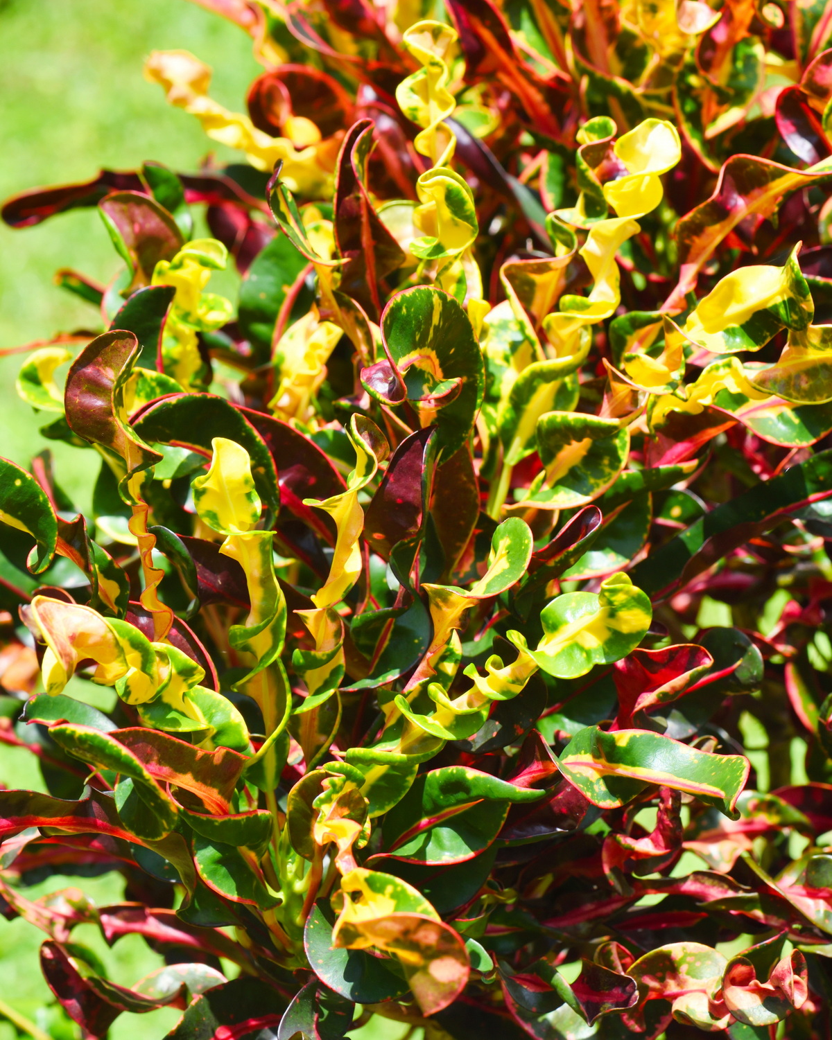 𝘊𝘰𝘥𝘪𝘢𝘦𝘶𝘮 𝘷𝘢𝘳𝘪𝘦𝘨𝘢𝘵𝘶𝘮 ‘Spiral’ 變葉木-螺旋