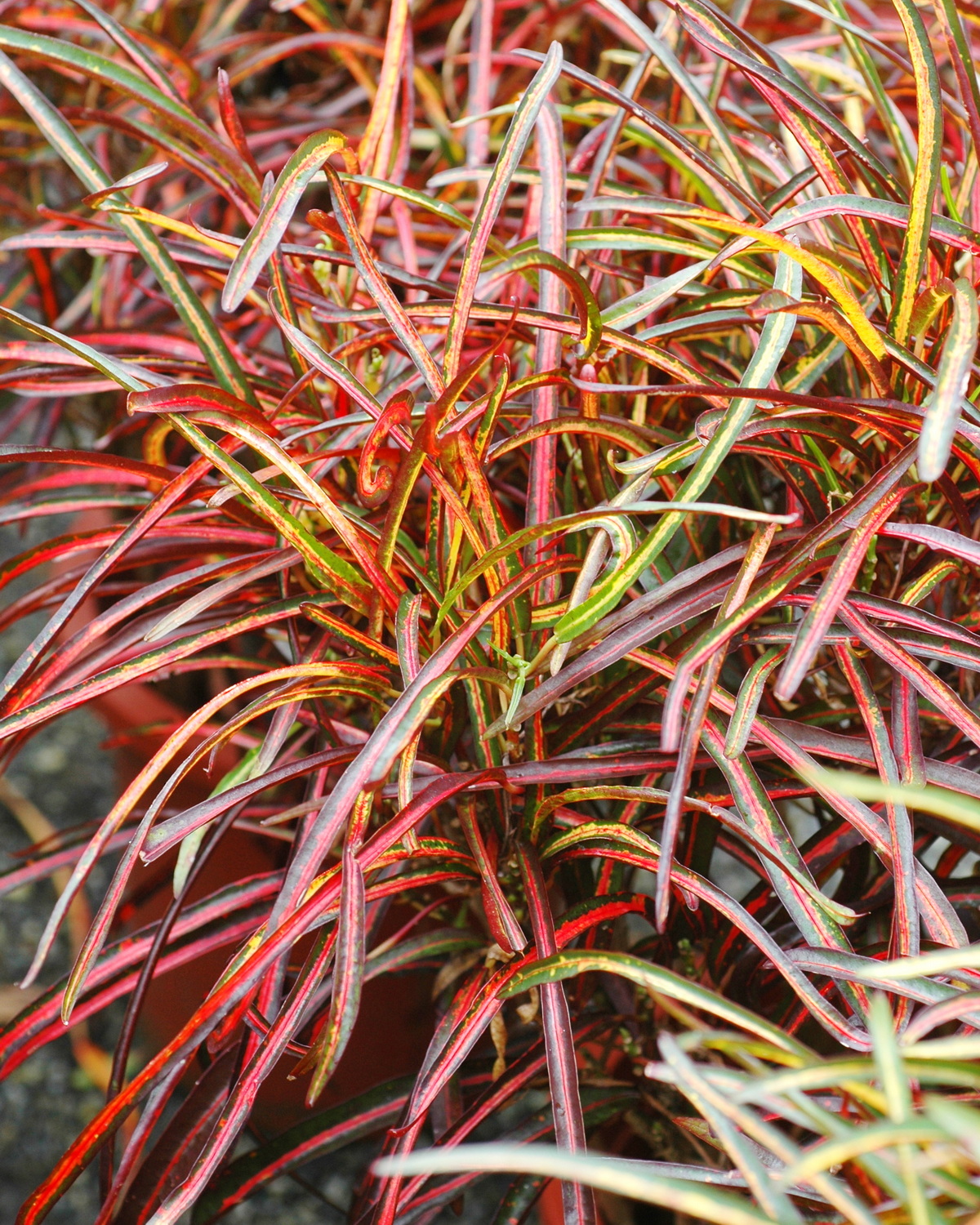 𝘊𝘰𝘥𝘪𝘢𝘦𝘶𝘮 𝘷𝘢𝘳𝘪𝘦𝘨𝘢𝘵𝘶𝘮 ‘Zanzibar’ 變葉木-尚吉巴