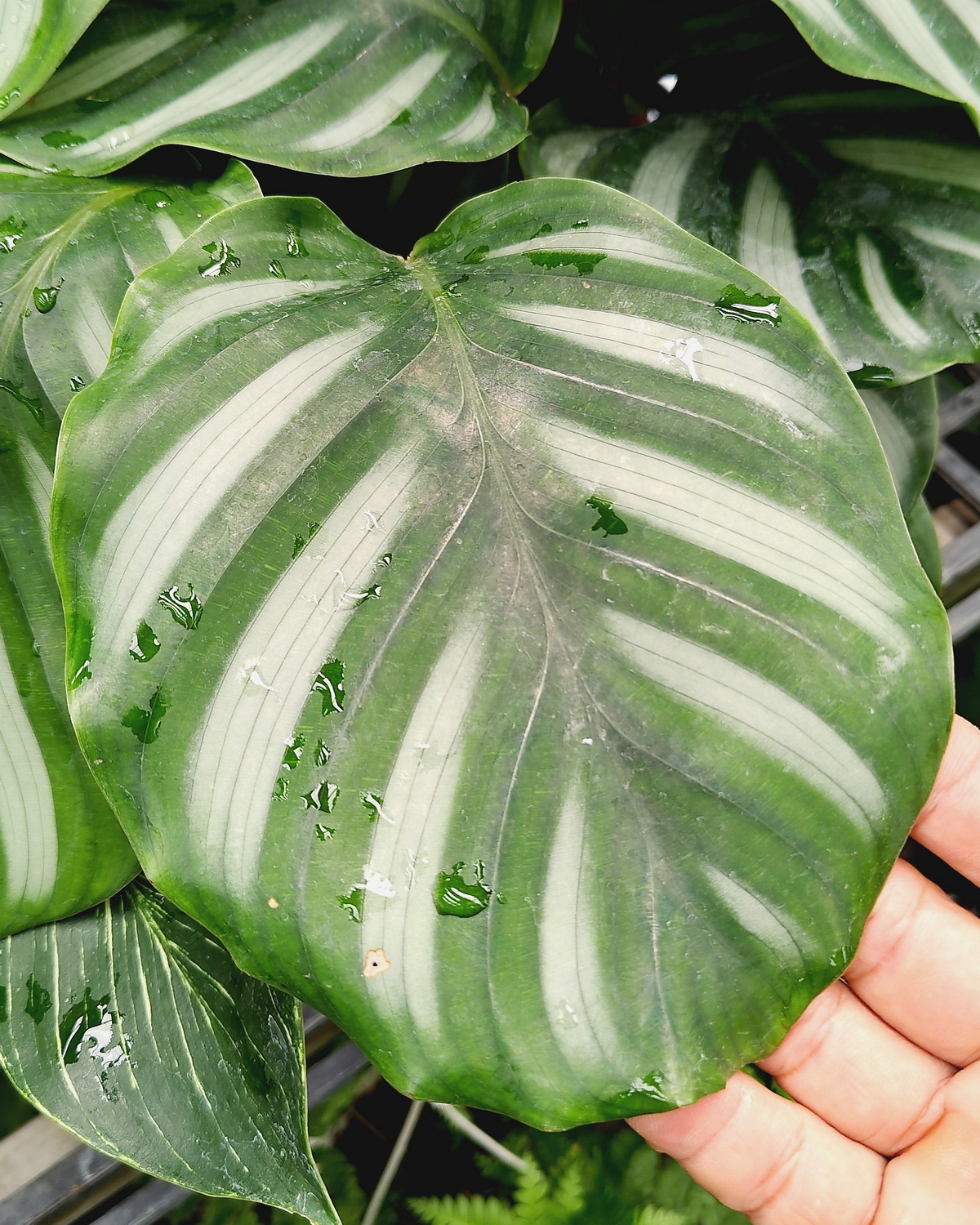 𝘎𝘰𝘦𝘱𝘱𝘦𝘳𝘵𝘪𝘢 𝘧𝘢𝘴𝘤𝘪𝘢𝘵𝘢 帶紋竹芋