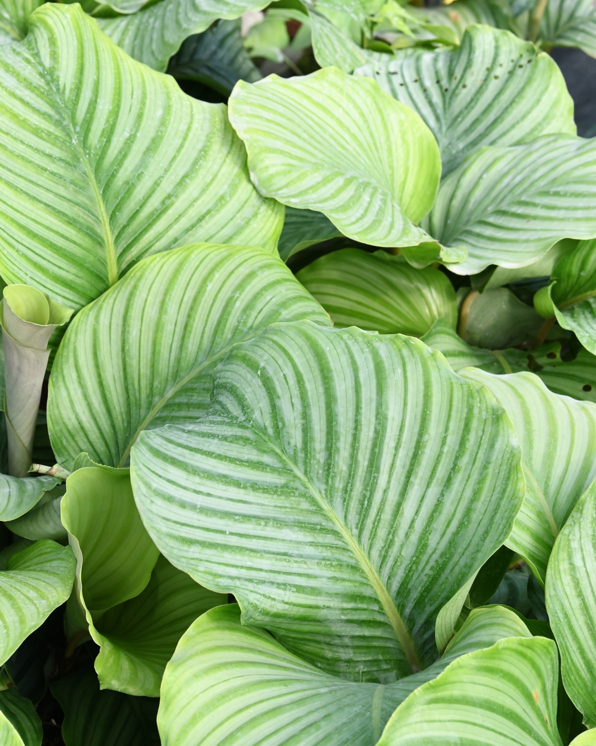 𝘎𝘰𝘦𝘱𝘱𝘦𝘳𝘵𝘪𝘢 𝘰𝘳𝘣𝘪𝘧𝘰𝘭𝘪𝘢 圓葉竹芋