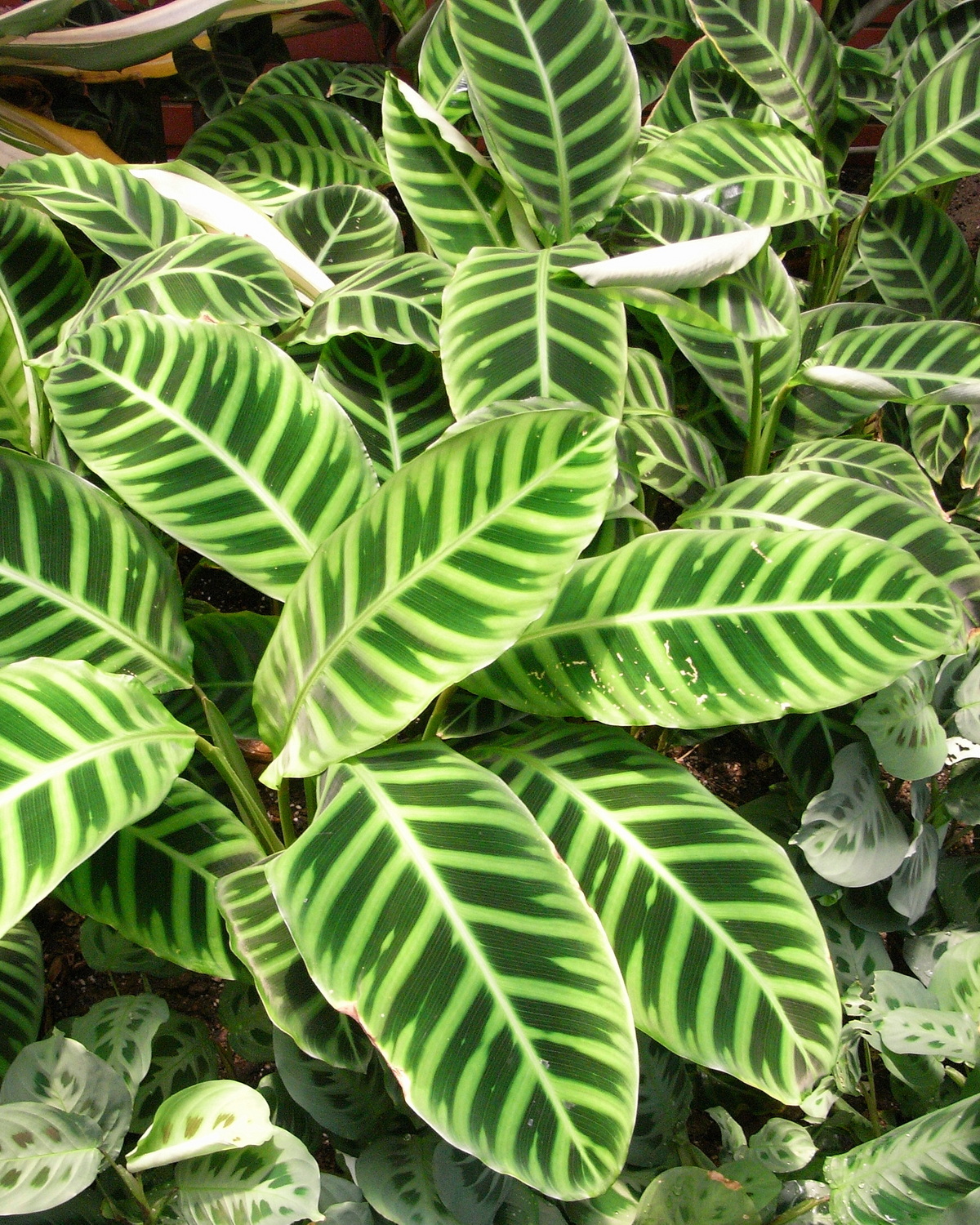 𝘎𝘰𝘦𝘱𝘱𝘦𝘳𝘵𝘪𝘢 𝘻𝘦𝘣𝘳𝘪𝘯𝘢 斑馬竹芋