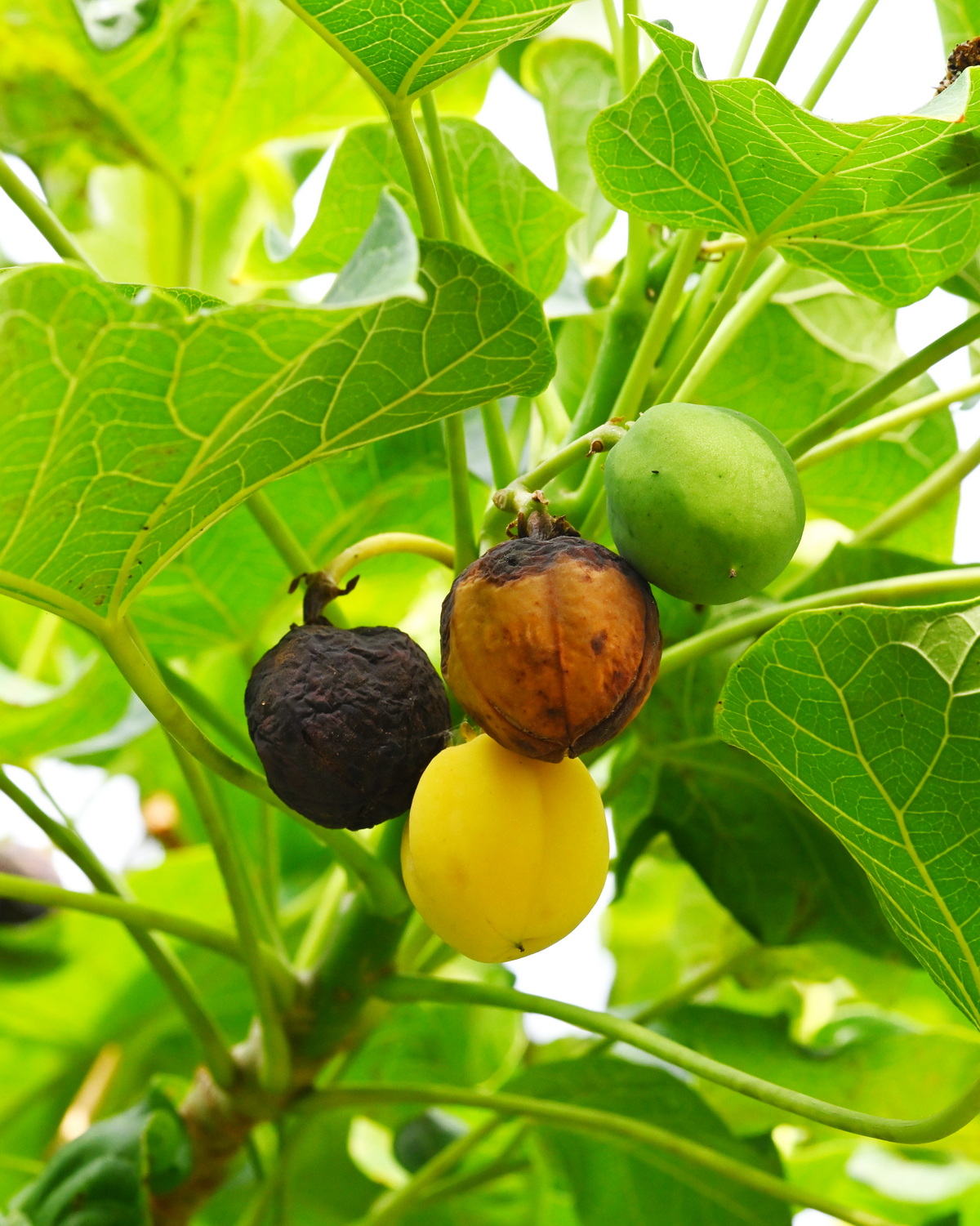 𝘑𝘢𝘵𝘳𝘰𝘱𝘩𝘢 𝘤𝘶𝘳𝘤𝘢𝘴 痲瘋樹