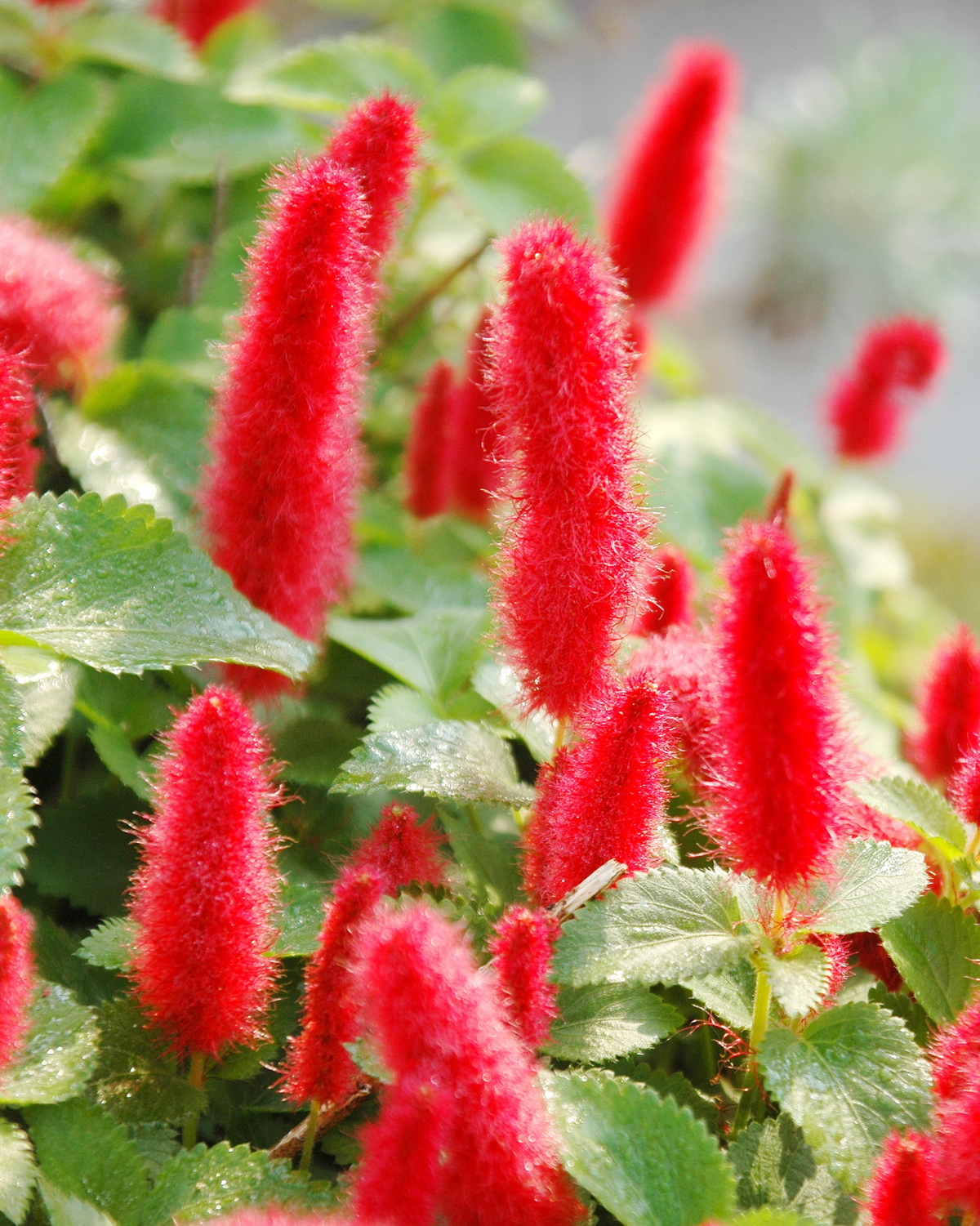 𝘈𝘤𝘢𝘭𝘺𝘱𝘩𝘢 𝘩𝘦𝘳𝘻𝘰𝘨𝘪𝘢𝘯𝘢 紅毛莧