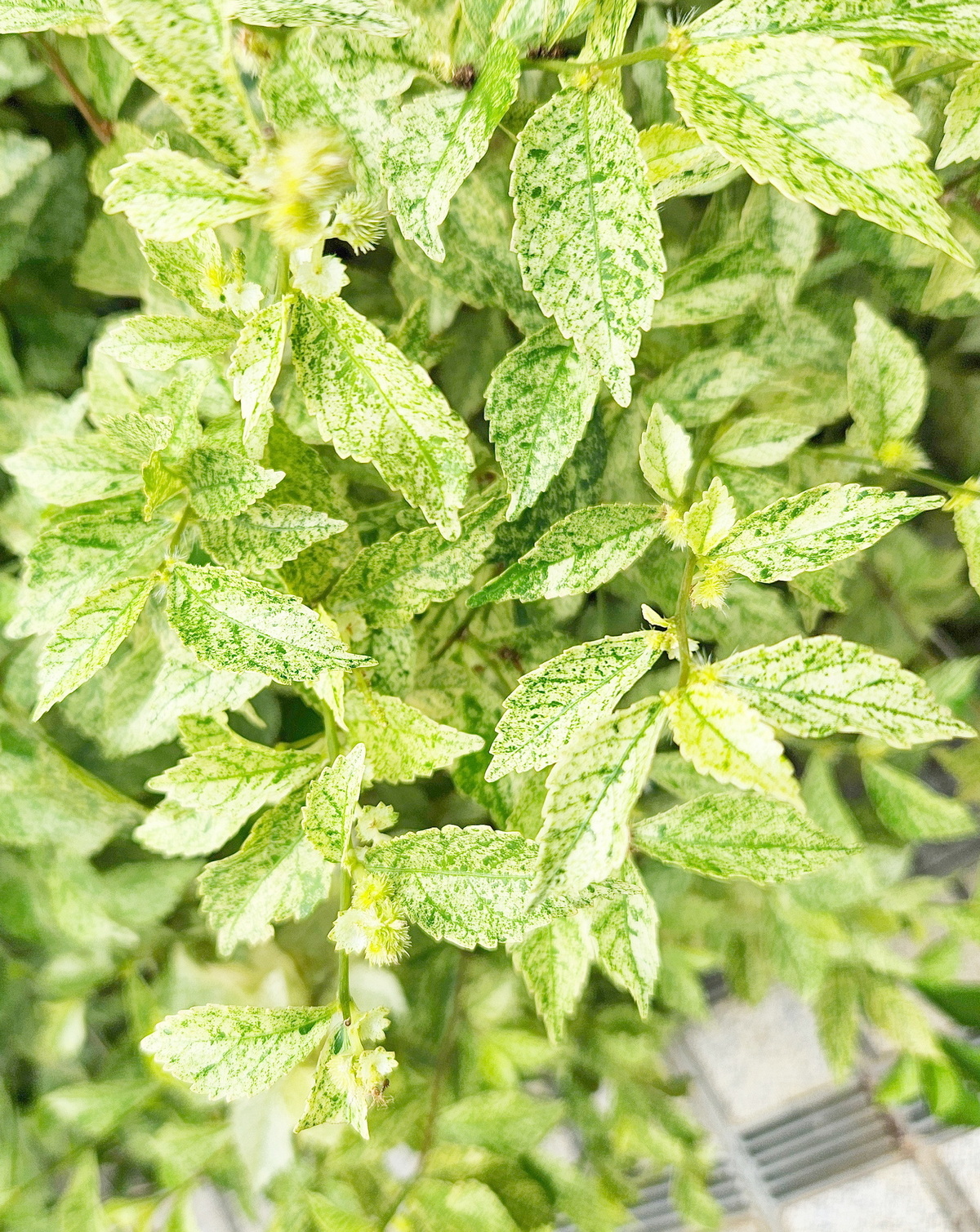 𝘈𝘤𝘢𝘭𝘺𝘱𝘩𝘢 𝘴𝘪𝘢𝘮𝘦𝘯𝘴𝘪𝘴 ‘Variegata’ 斑葉暹羅鐵莧