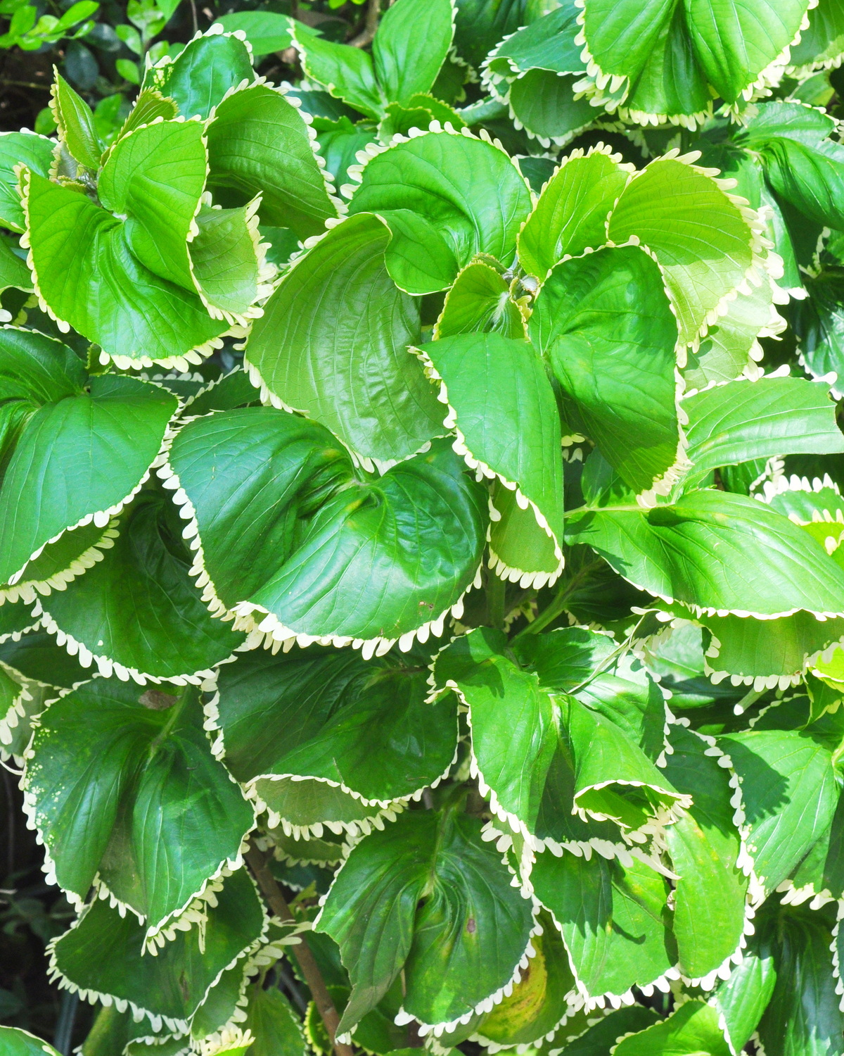 𝘈𝘤𝘢𝘭𝘺𝘱𝘩𝘢 𝘸𝘪𝘭𝘬𝘦𝘴𝘪𝘢𝘯𝘢 ‘Hoffmannii’ 威氏鐵莧-霍夫曼