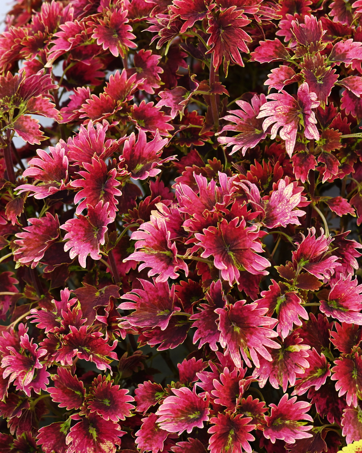 Coleus scutellarioides 'Chocolate Cherry'