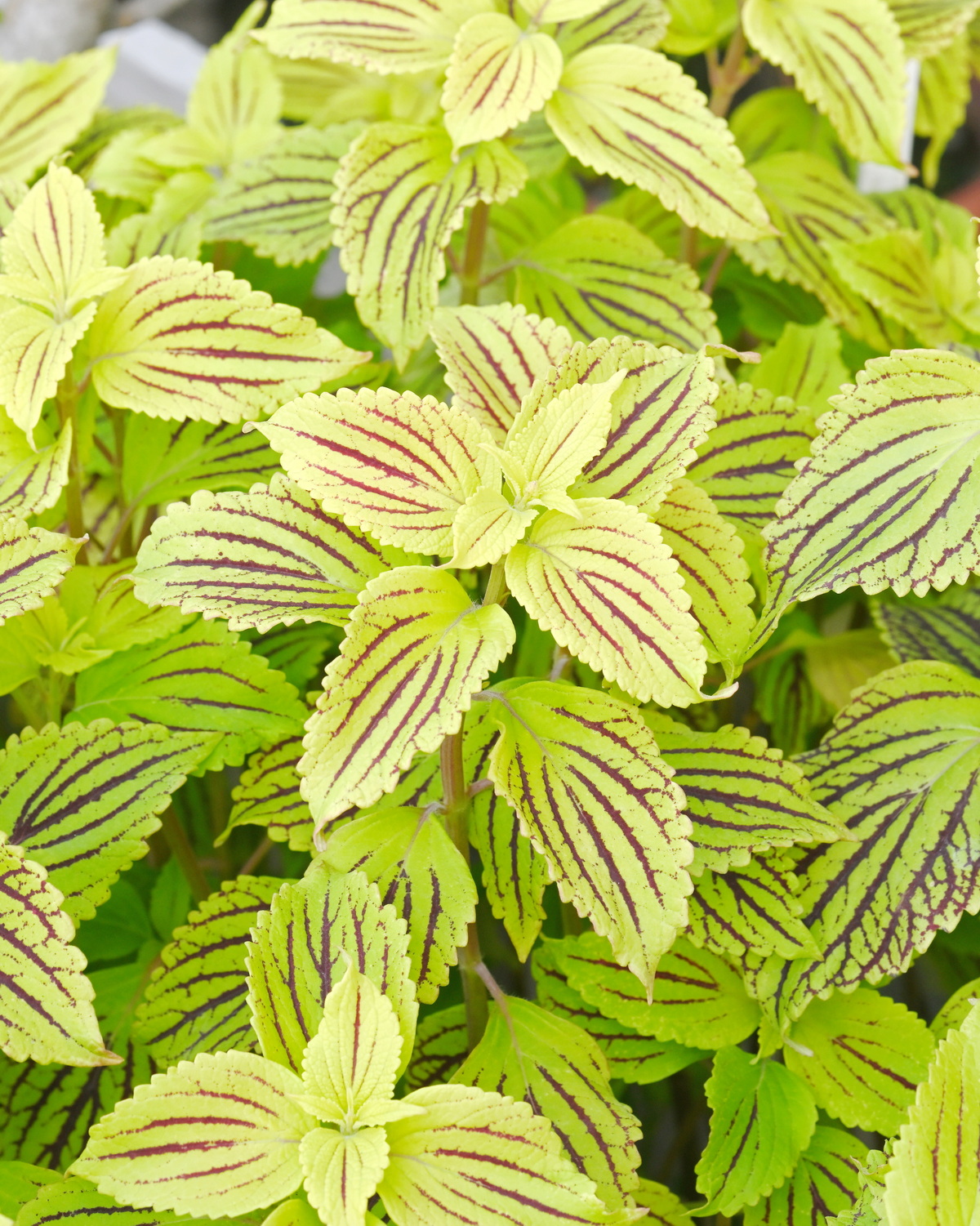 Coleus scutellarioides 'Golden Warrior'
