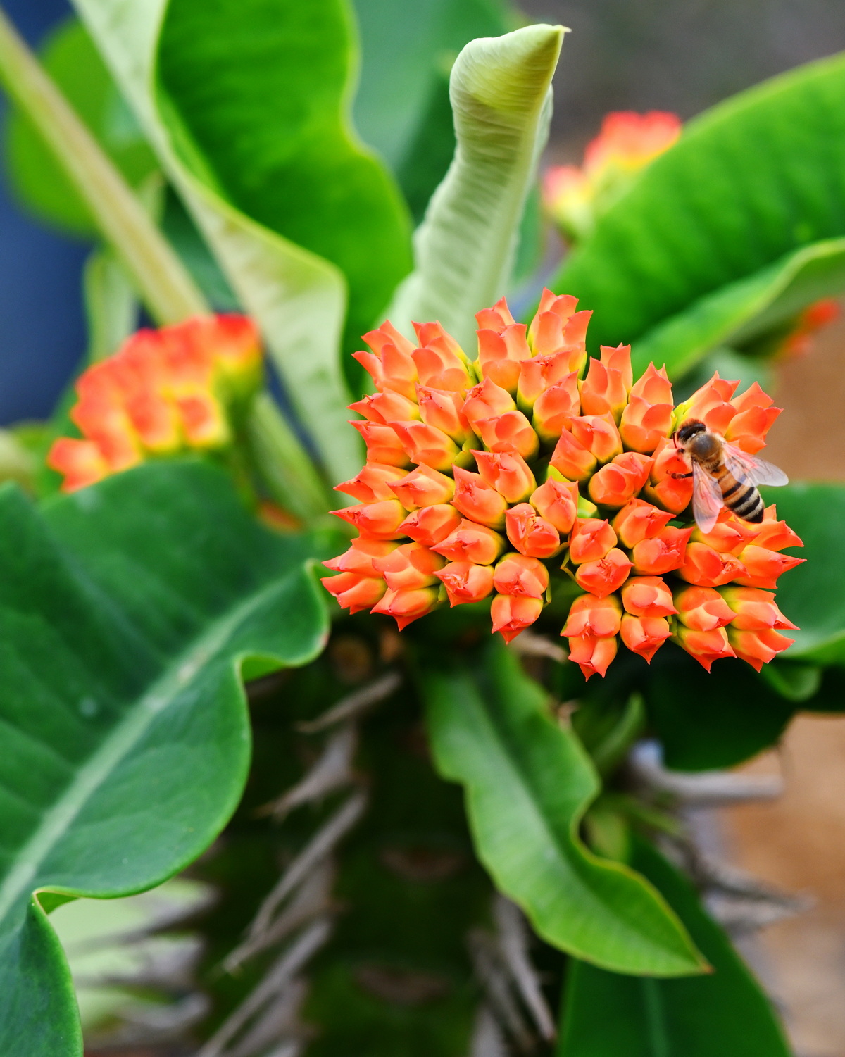 𝘌𝘶𝘱𝘩𝘰𝘳𝘣𝘪𝘢 𝘷𝘪𝘨𝘶𝘪𝘦𝘳𝘪 噴火龍