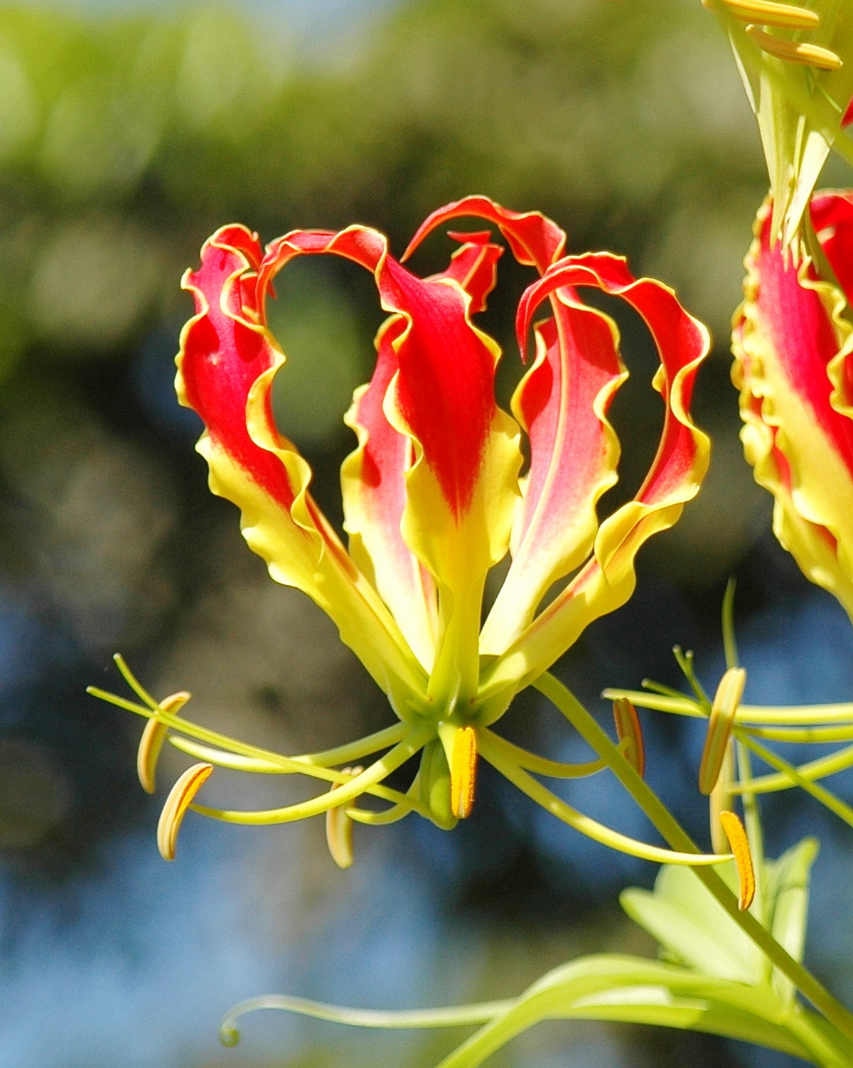 𝘎𝘭𝘰𝘳𝘪𝘰𝘴𝘢 𝘴𝘶𝘱𝘦𝘳𝘣𝘢 嘉蘭