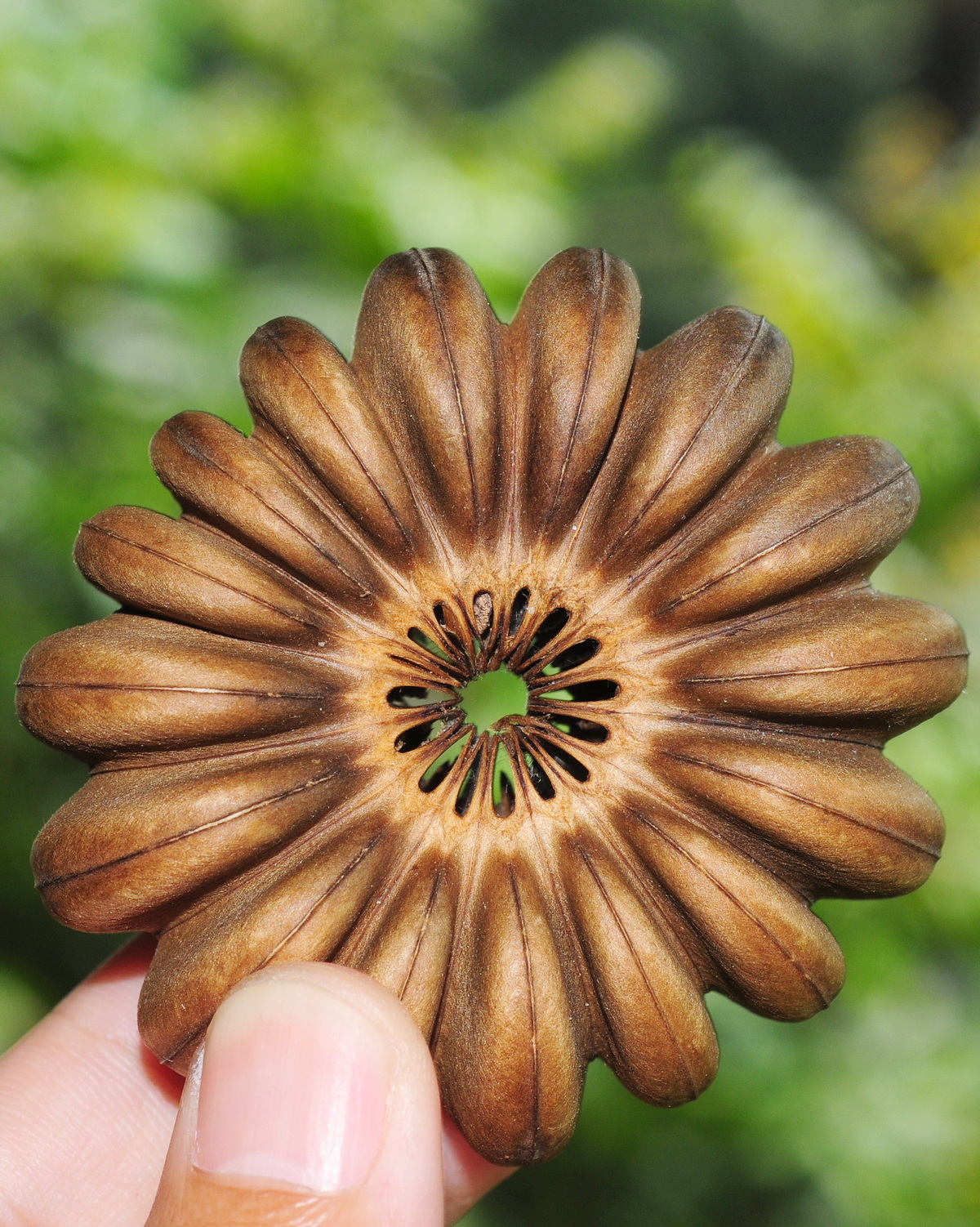 𝘏𝘶𝘳𝘢 𝘤𝘳𝘦𝘱𝘪𝘵𝘢𝘯𝘴 沙盒樹