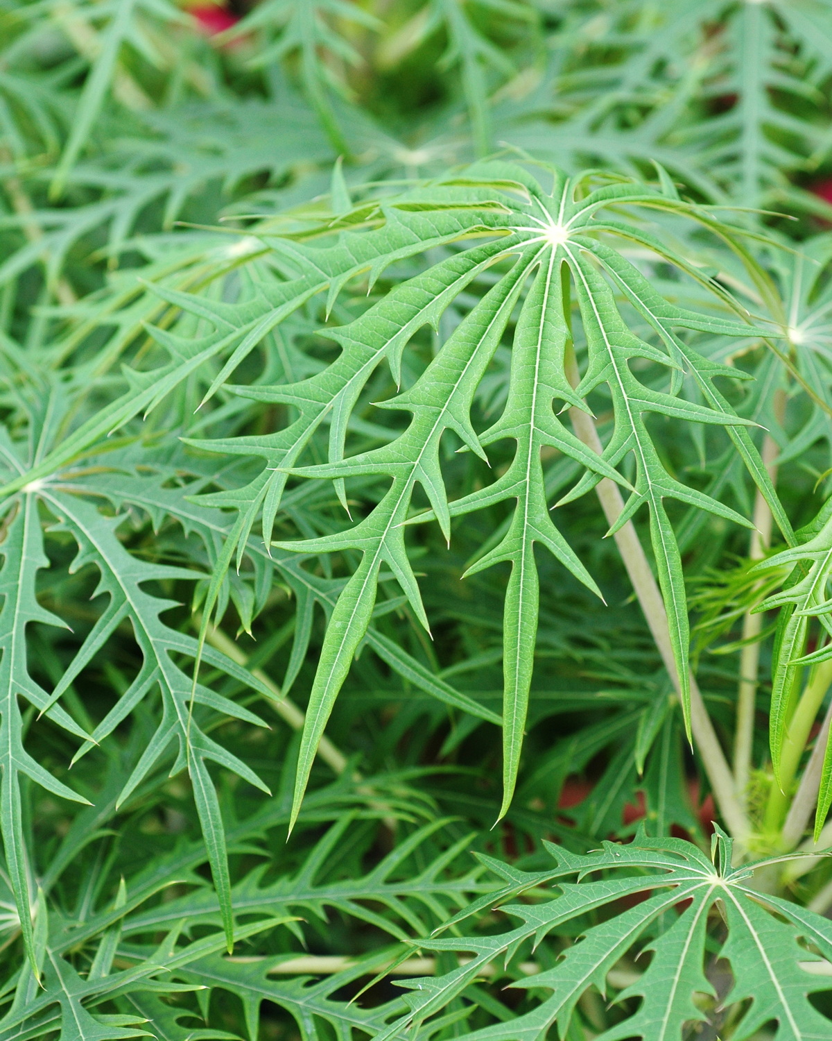 𝘑𝘢𝘵𝘳𝘰𝘱𝘩𝘢 𝘮𝘶𝘭𝘵𝘪𝘧𝘪𝘥𝘢 裂葉珊瑚油桐