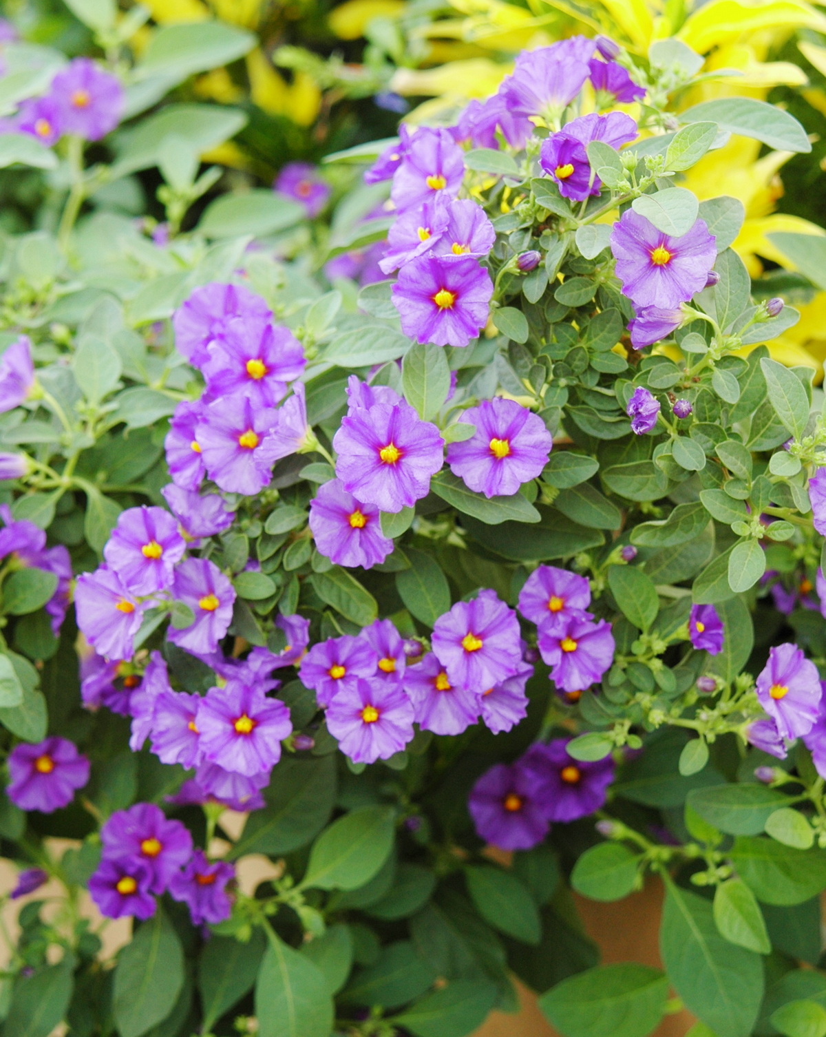 𝘓𝘺𝘤𝘪𝘢𝘯𝘵𝘩𝘦𝘴 𝘳𝘢𝘯𝘵𝘰𝘯𝘯𝘦𝘵𝘪𝘪 紫花茄