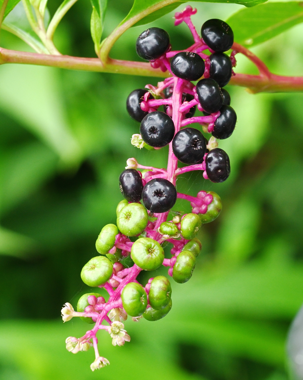 Phytolacca americana