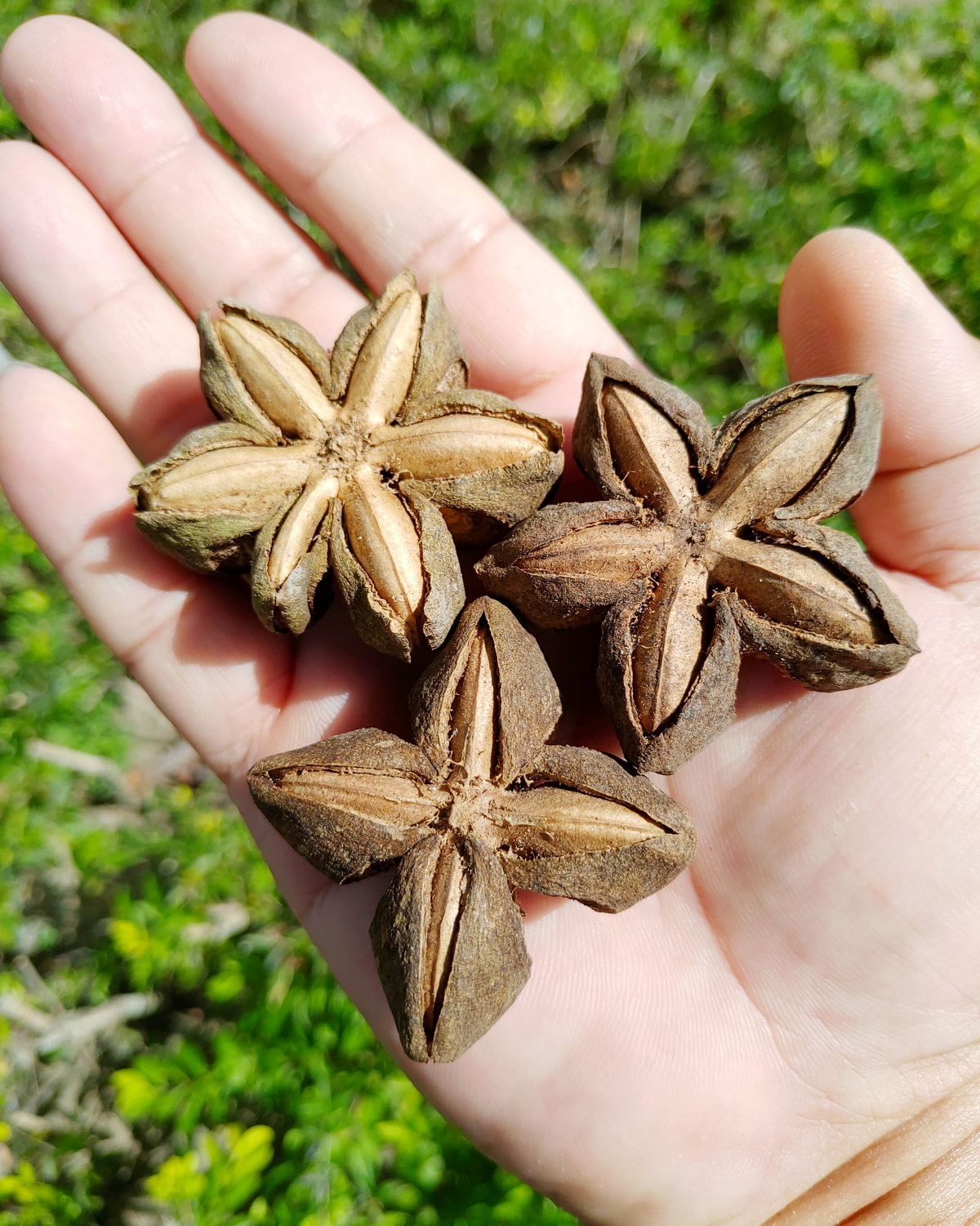 𝘗𝘭𝘶𝘬𝘦𝘯𝘦𝘵𝘪𝘢 𝘷𝘰𝘭𝘶𝘣𝘪𝘭𝘪𝘴 印加果