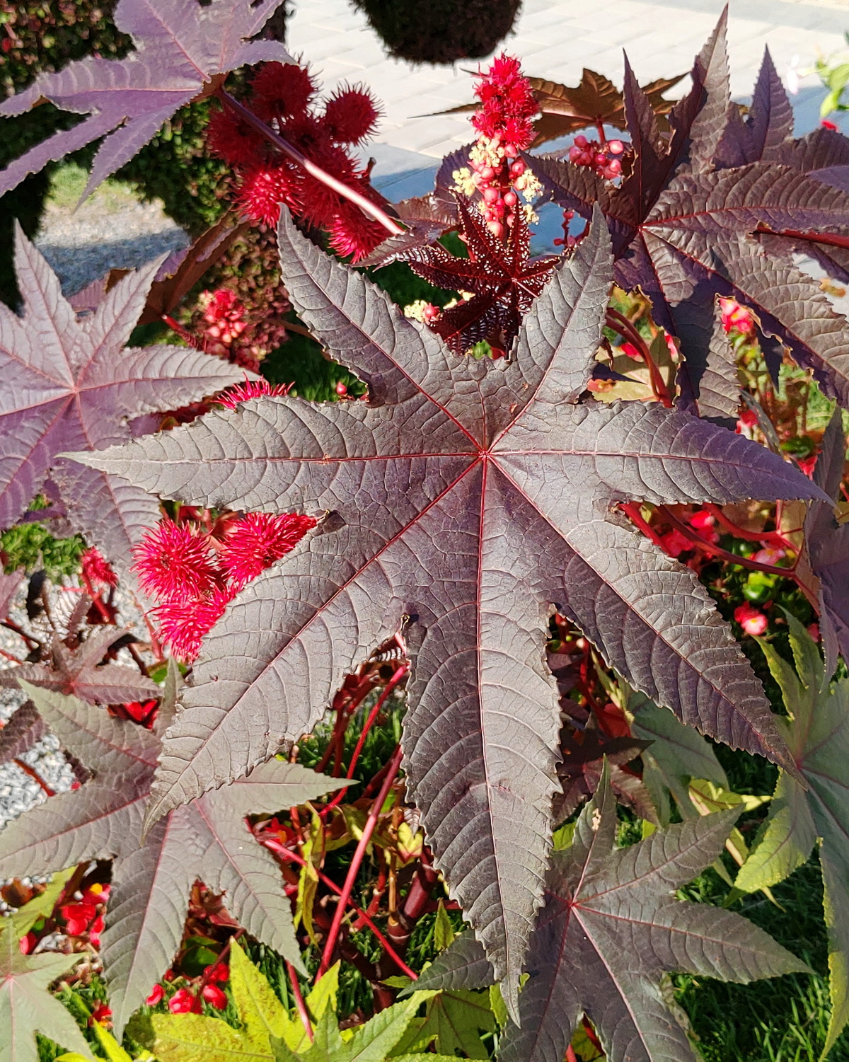 𝘙𝘪𝘤𝘪𝘯𝘶𝘴 𝘤𝘰𝘮𝘮𝘶𝘯𝘪𝘴 ‘Carmencita’ 紅蓖麻