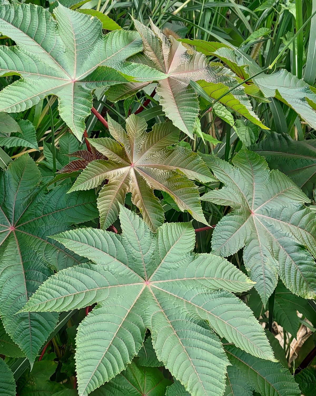 𝘙𝘪𝘤𝘪𝘯𝘶𝘴 𝘤𝘰𝘮𝘮𝘶𝘯𝘪𝘴 蓖麻