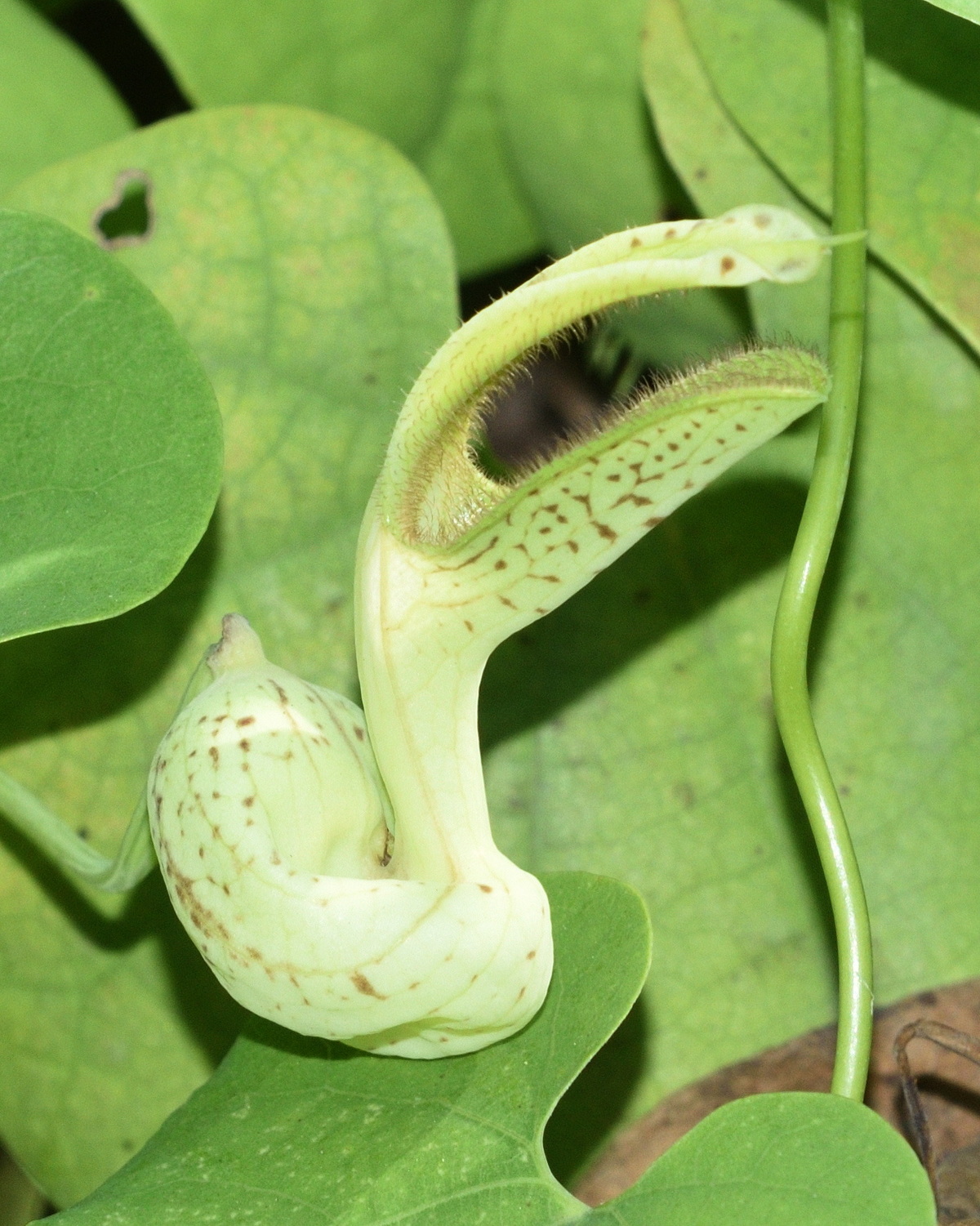 Aristolochia gibertii