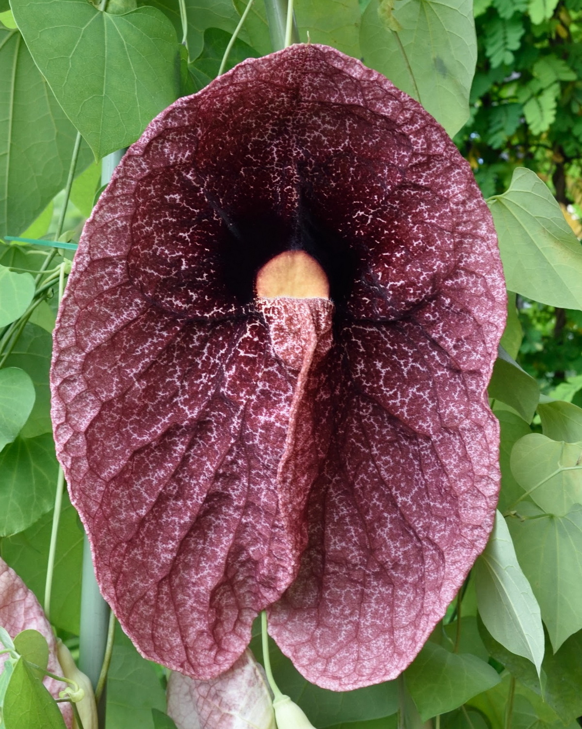 𝘈𝘳𝘪𝘴𝘵𝘰𝘭𝘰𝘤𝘩𝘪𝘢 𝘨𝘪𝘨𝘢𝘯𝘵𝘦𝘢 巨花馬兜鈴