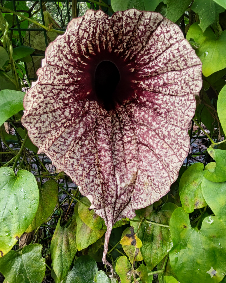 𝘈𝘳𝘪𝘴𝘵𝘰𝘭𝘰𝘤𝘩𝘪𝘢 𝘨𝘳𝘢𝘯𝘥𝘪𝘧𝘭𝘰𝘳𝘢 大花馬兜鈴