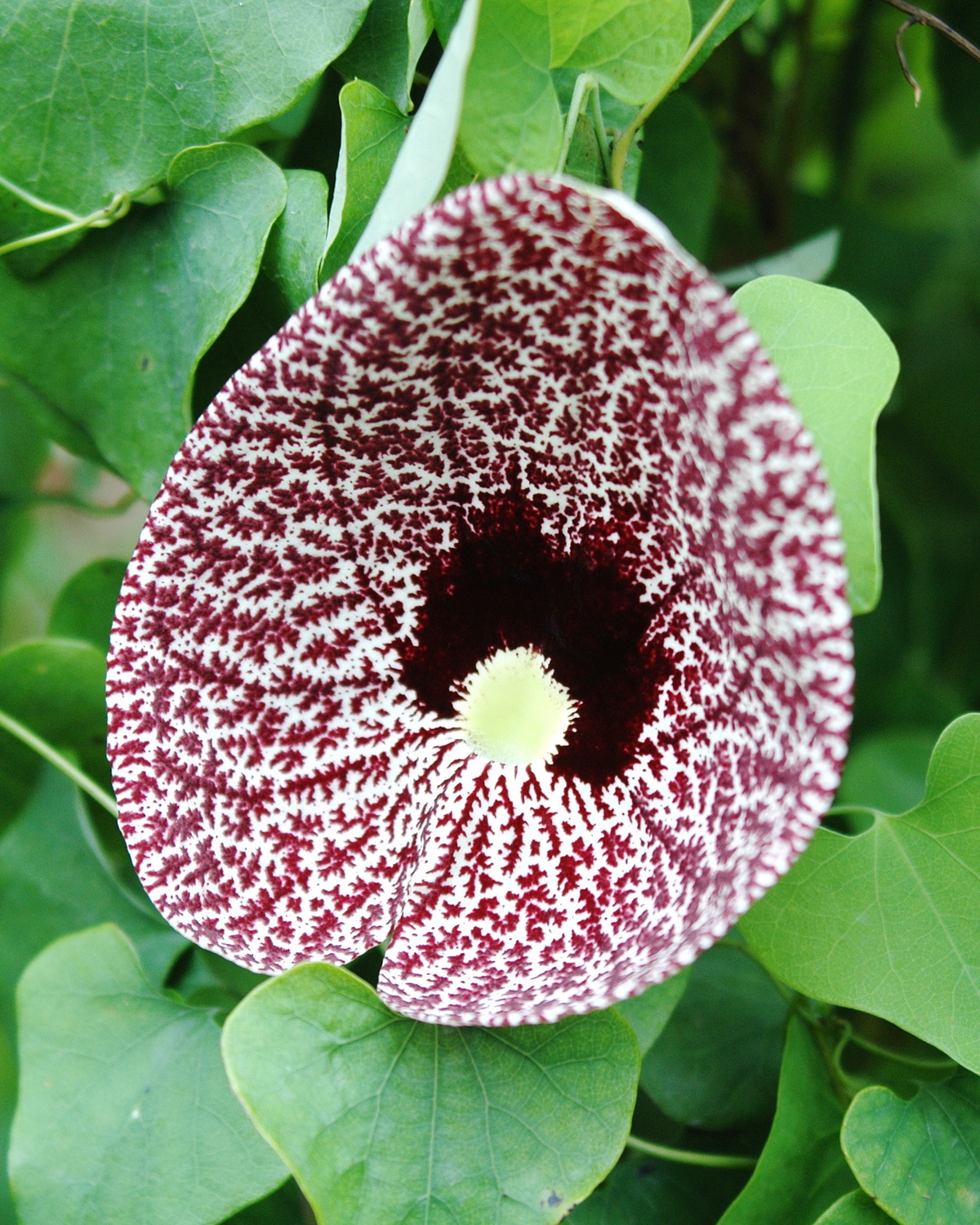 𝘈𝘳𝘪𝘴𝘵𝘰𝘭𝘰𝘤𝘩𝘪𝘢 𝘭𝘪𝘵𝘵𝘰𝘳𝘢𝘭𝘪𝘴 海岸馬兜鈴