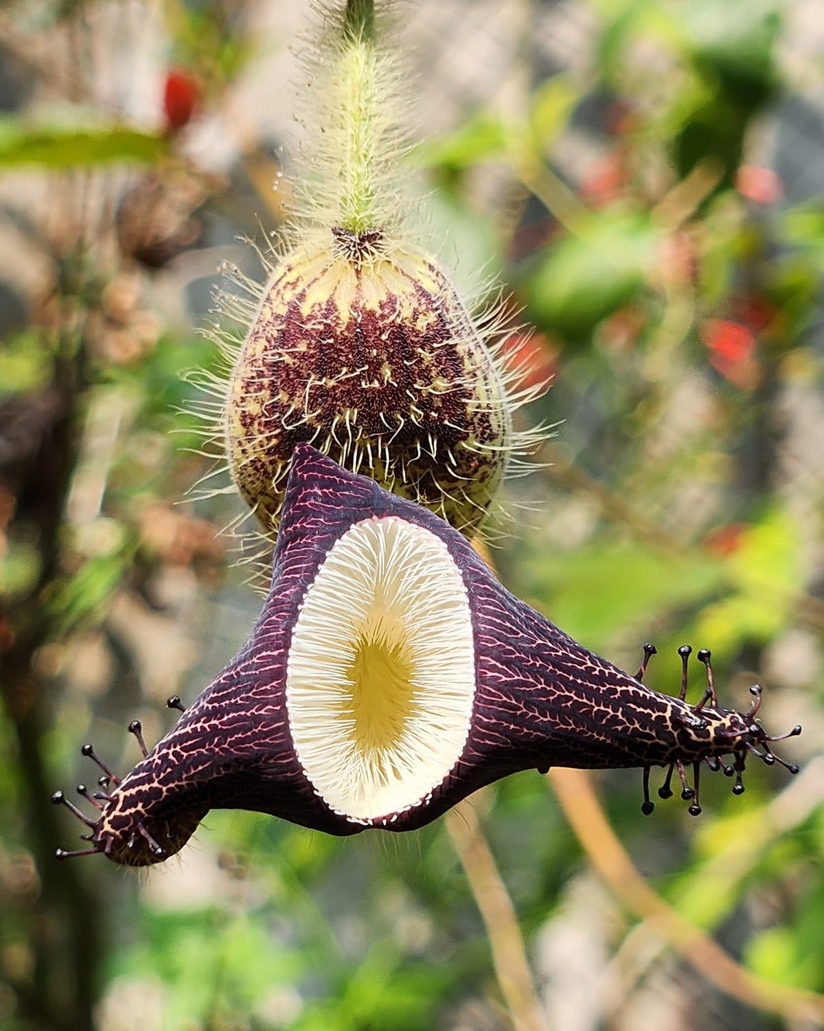 𝘈𝘳𝘪𝘴𝘵𝘰𝘭𝘰𝘤𝘩𝘪𝘢 𝘳𝘪𝘥𝘪𝘤𝘶𝘭𝘢 滑稽馬兜鈴