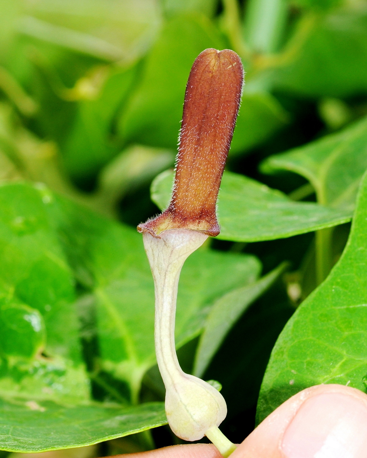 𝘈𝘳𝘪𝘴𝘵𝘰𝘭𝘰𝘤𝘩𝘪𝘢 𝘻𝘰𝘭𝘭𝘪𝘯𝘨𝘦𝘳𝘪𝘢𝘯𝘢 港口馬兜鈴