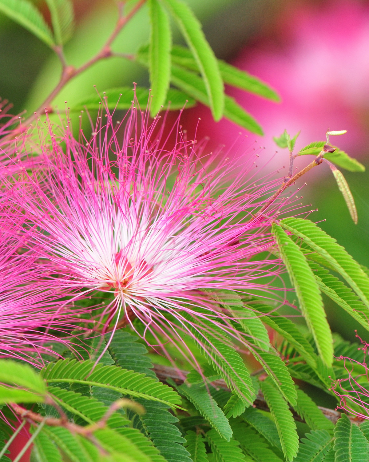 𝘊𝘢𝘭𝘭𝘪𝘢𝘯𝘥𝘳𝘢 𝘴𝘦𝘭𝘭𝘰𝘪 細葉粉撲