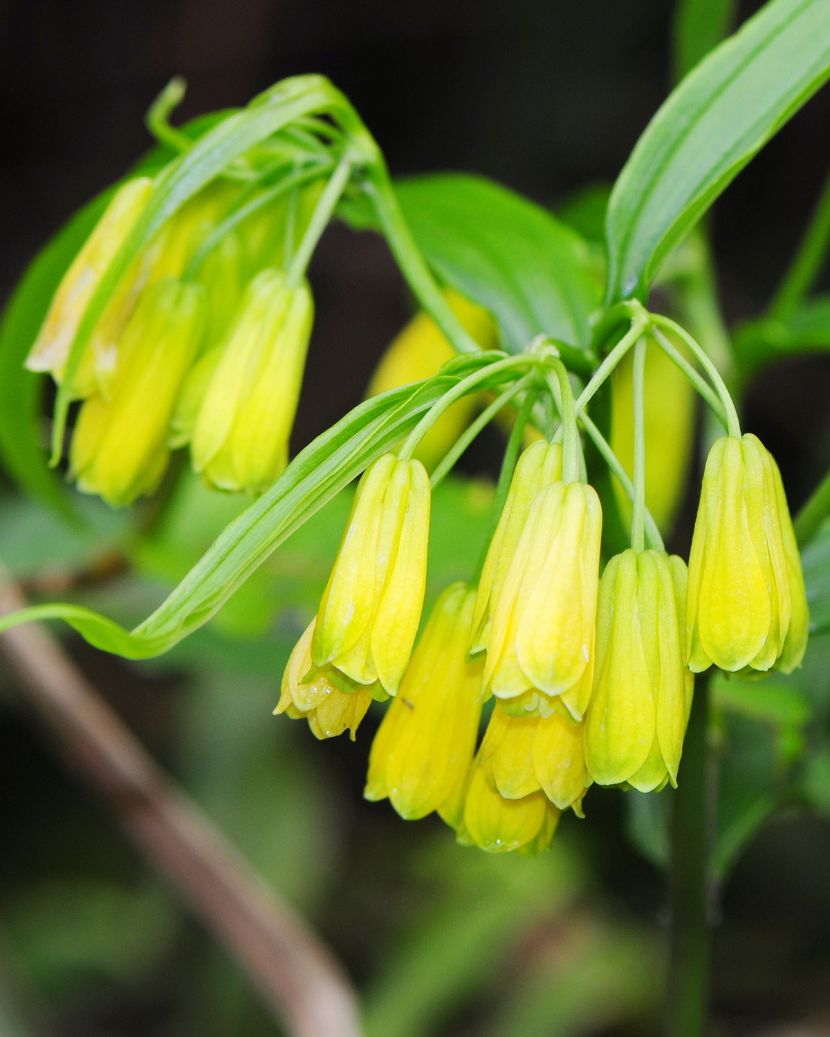 𝘋𝘪𝘴𝘱𝘰𝘳𝘶𝘮 𝘴𝘩𝘪𝘮𝘢𝘥𝘢𝘦 山寶鐸花