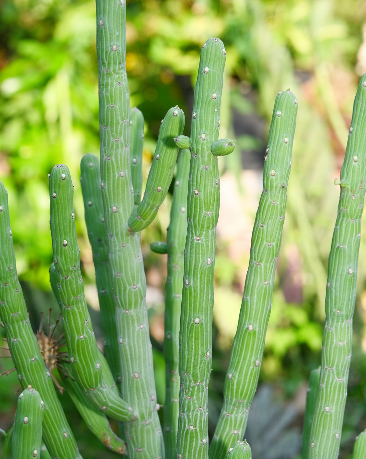 𝘌𝘶𝘱𝘩𝘰𝘳𝘣𝘪𝘢 𝘣𝘪𝘴𝘦𝘭𝘭𝘦𝘯𝘣𝘦𝘤𝘬𝘪𝘪 艾倫貝克大戟