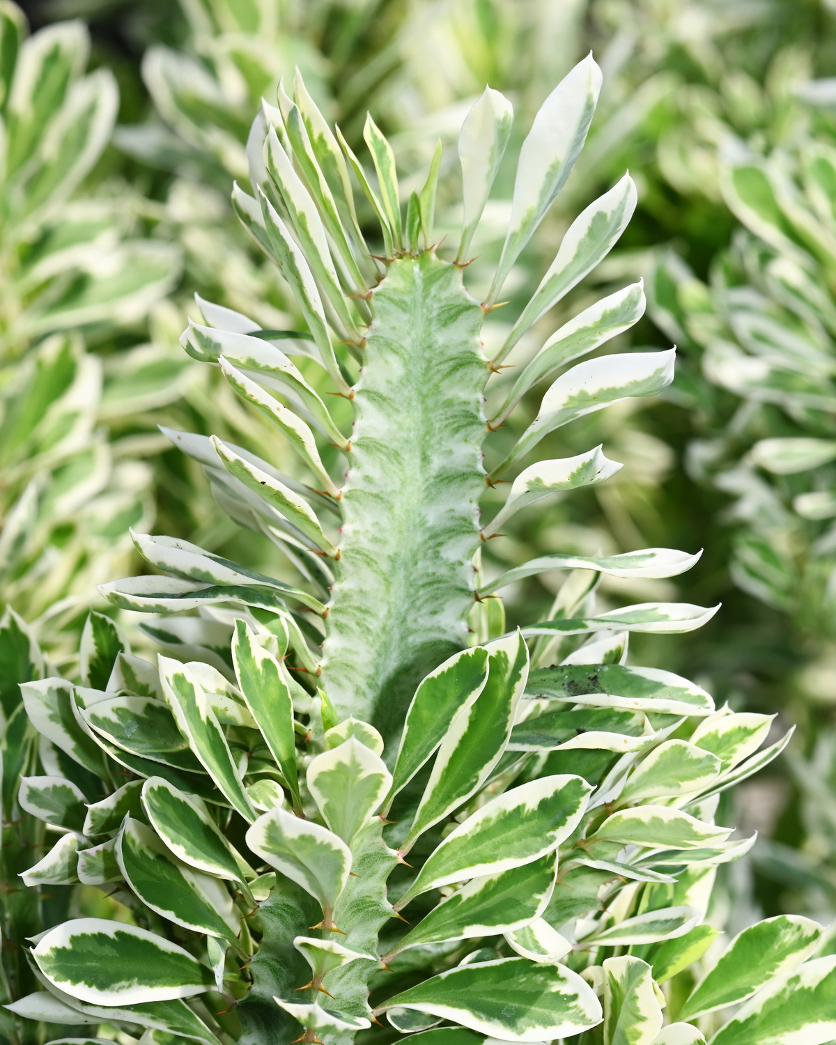 𝘌𝘶𝘱𝘩𝘰𝘳𝘣𝘪𝘢 𝘵𝘳𝘪𝘨𝘰𝘯𝘢 ‘Variegata’ 斑葉彩雲閣