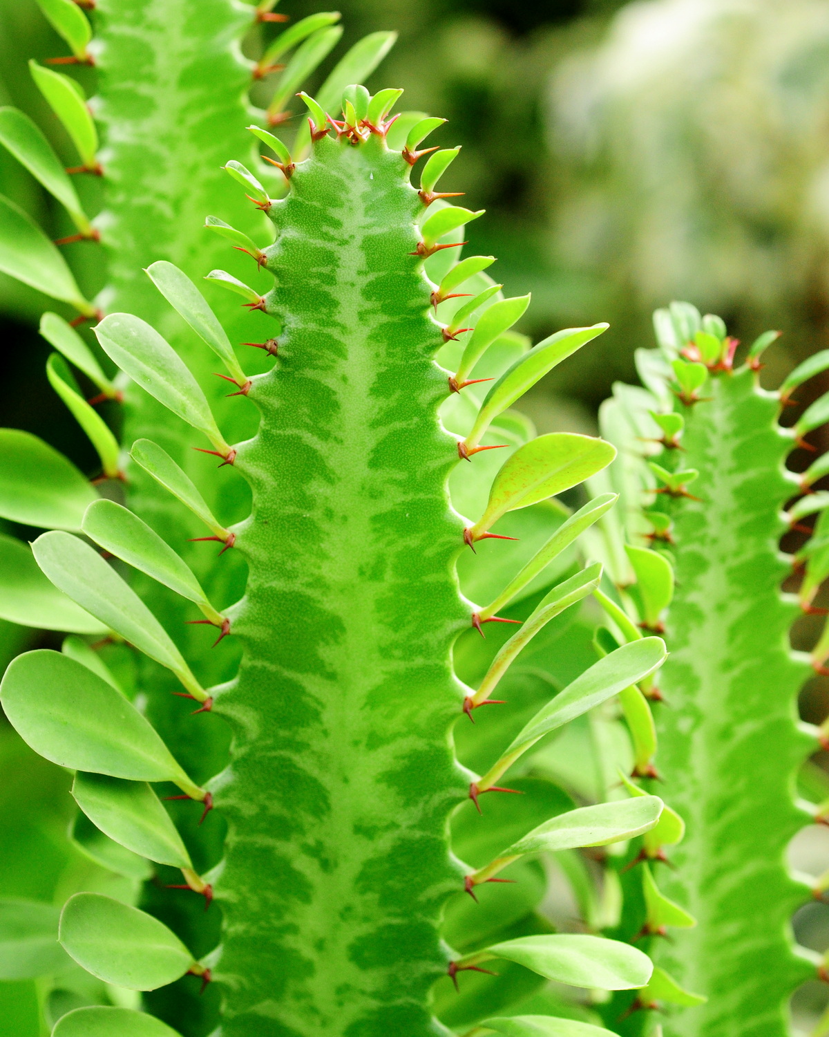 𝘌𝘶𝘱𝘩𝘰𝘳𝘣𝘪𝘢 𝘵𝘳𝘪𝘨𝘰𝘯𝘢 彩雲閣