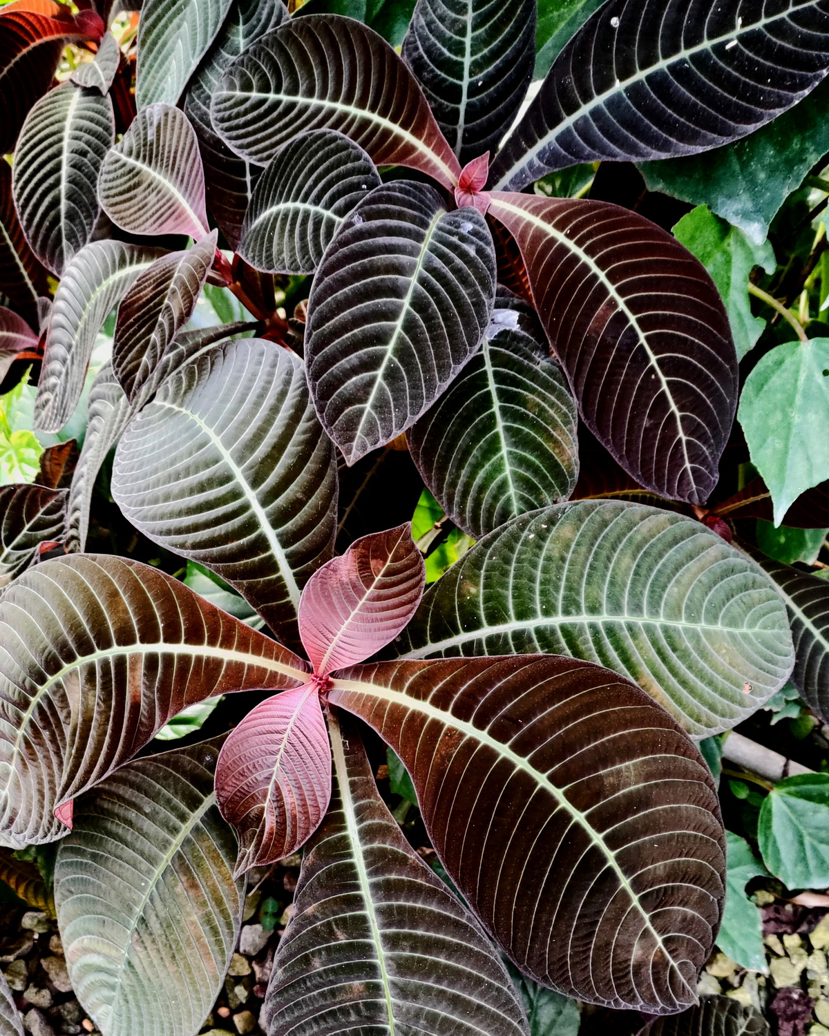 𝘏𝘰𝘧𝘧𝘮𝘢𝘯𝘯𝘪𝘢 𝘥𝘪𝘴𝘤𝘰𝘭𝘰𝘳 錦袍木