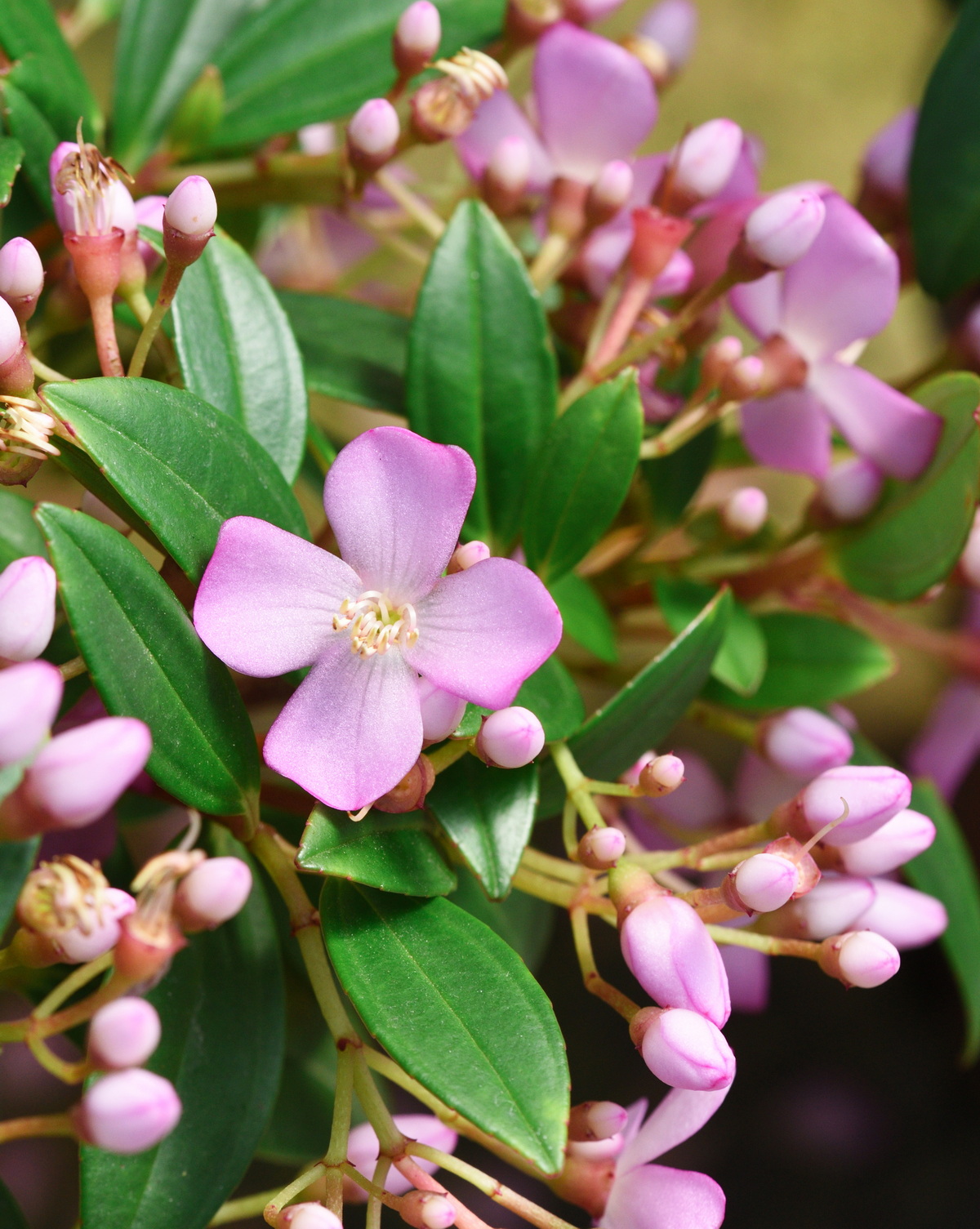 𝘔𝘦𝘥𝘪𝘯𝘪𝘭𝘭𝘢 𝘧𝘦𝘯𝘨𝘪𝘪 台灣厚距花