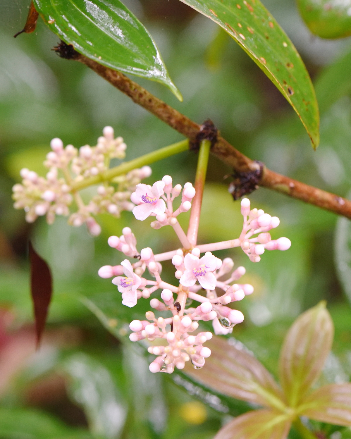 𝘔𝘦𝘥𝘪𝘯𝘪𝘭𝘭𝘢 𝘩𝘢𝘺𝘢𝘵𝘢𝘪𝘯𝘢 蘭嶼野牡丹藤