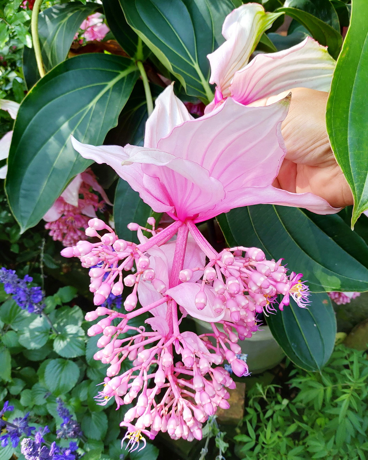 𝘔𝘦𝘥𝘪𝘯𝘪𝘭𝘭𝘢 𝘮𝘢𝘨𝘯𝘪𝘧𝘪𝘤𝘢 菲律賓野牡丹