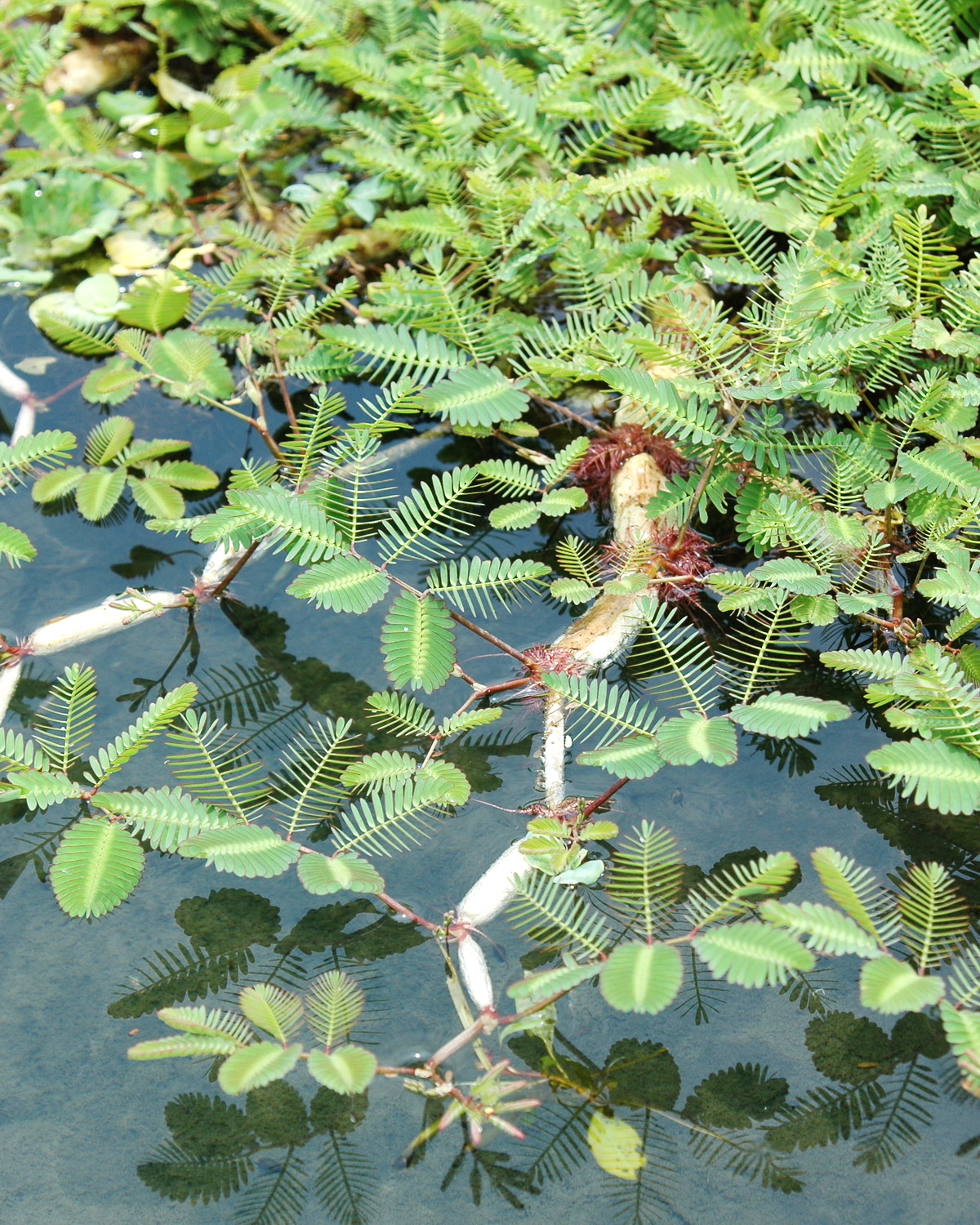 𝘕𝘦𝘱𝘵𝘶𝘯𝘪𝘢 𝘰𝘭𝘦𝘳𝘢𝘤𝘦𝘢 水含羞草